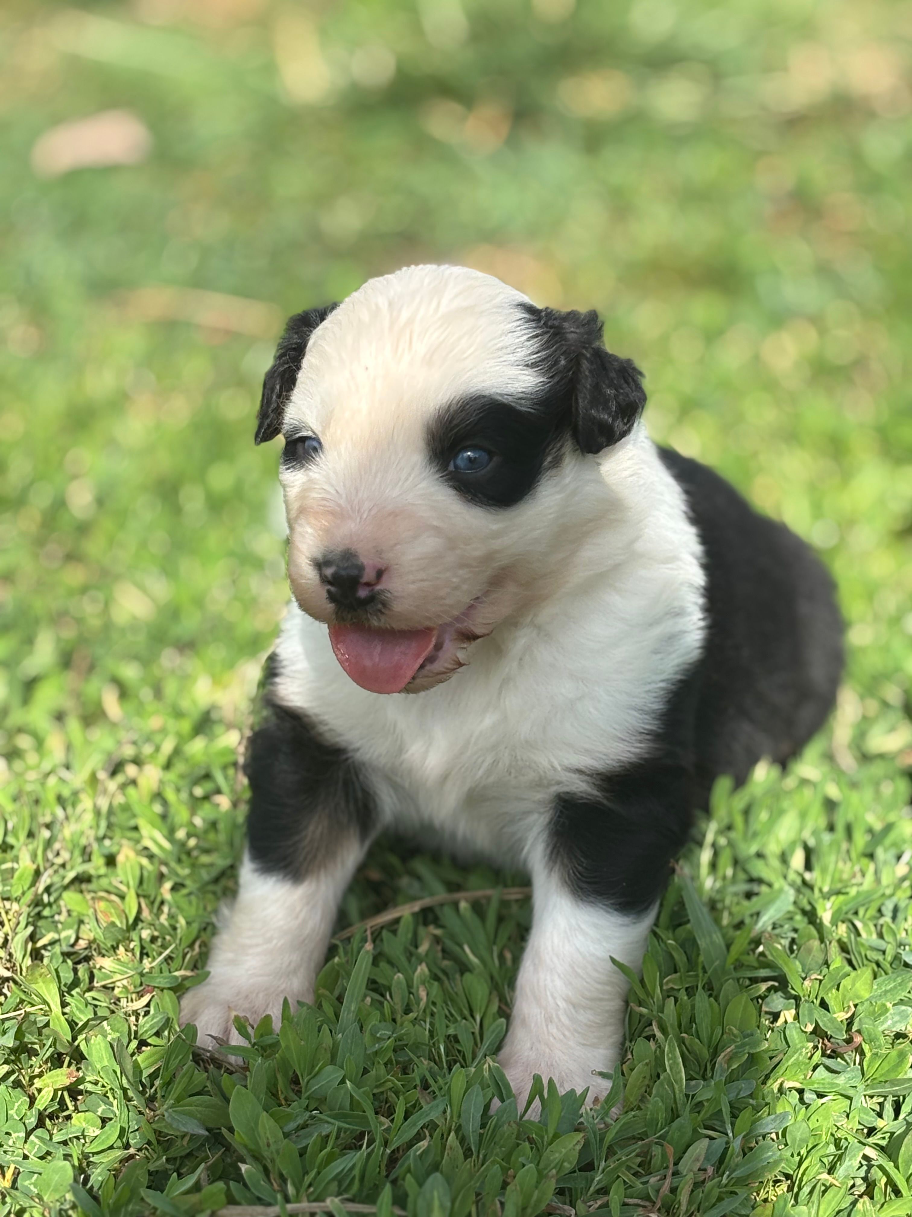 Jade (AKC) – Australian Shepherd puppy for sale in Berea, KY