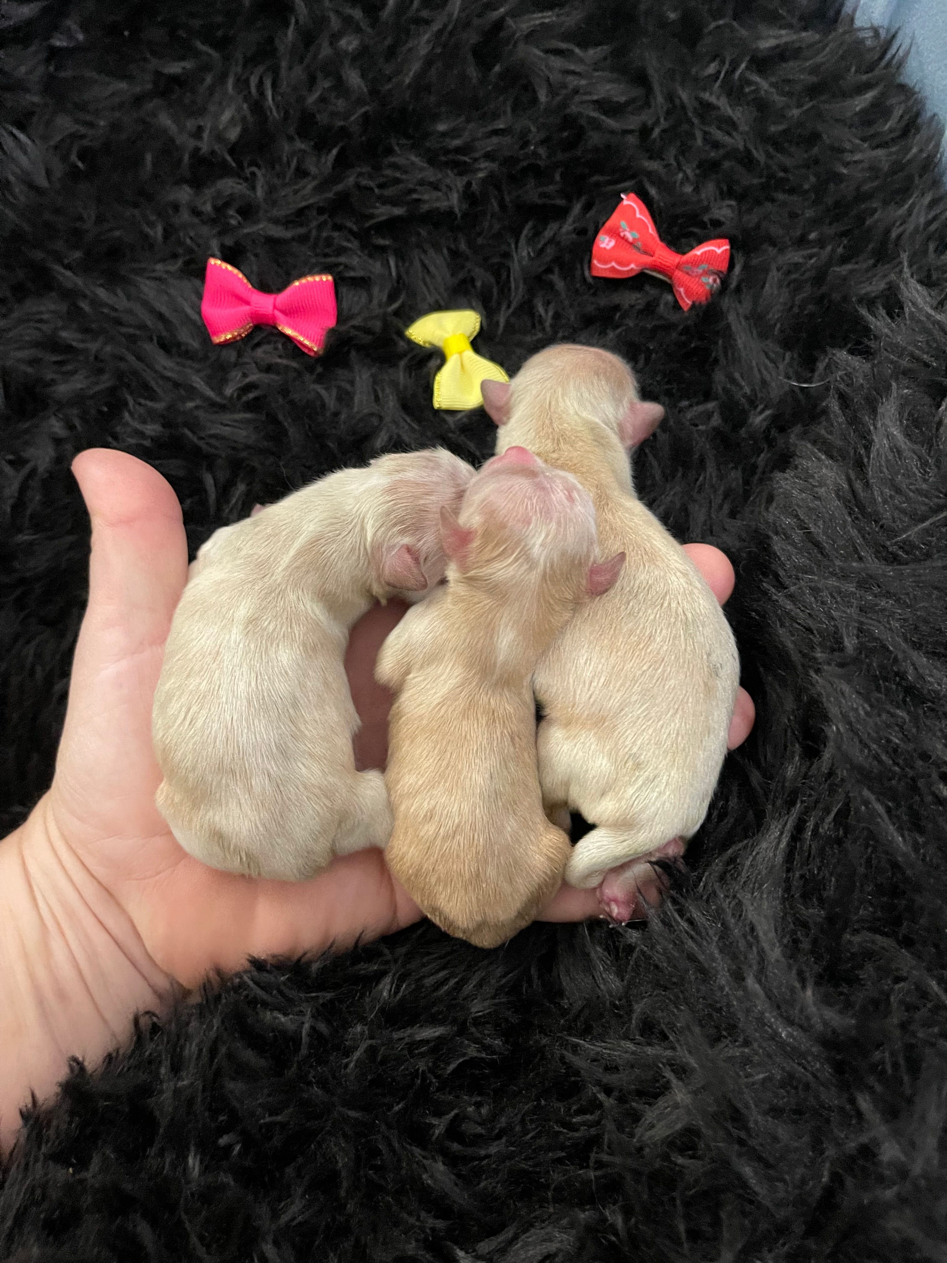 Maltipoo Girls! 3 available!  – Maltipoo puppy for sale in Campbell, TX