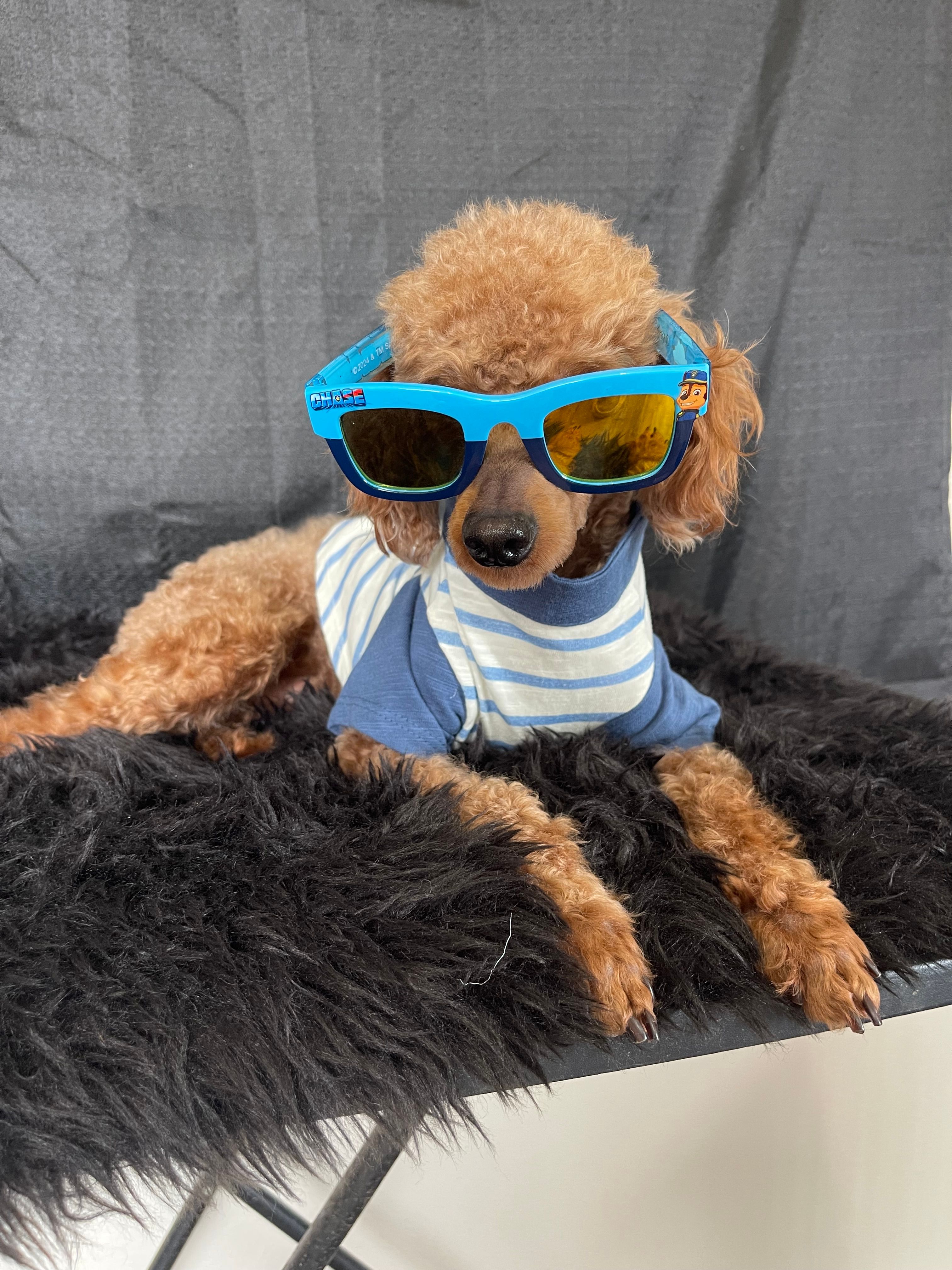 Akc Clear 🧬 Red Boy 