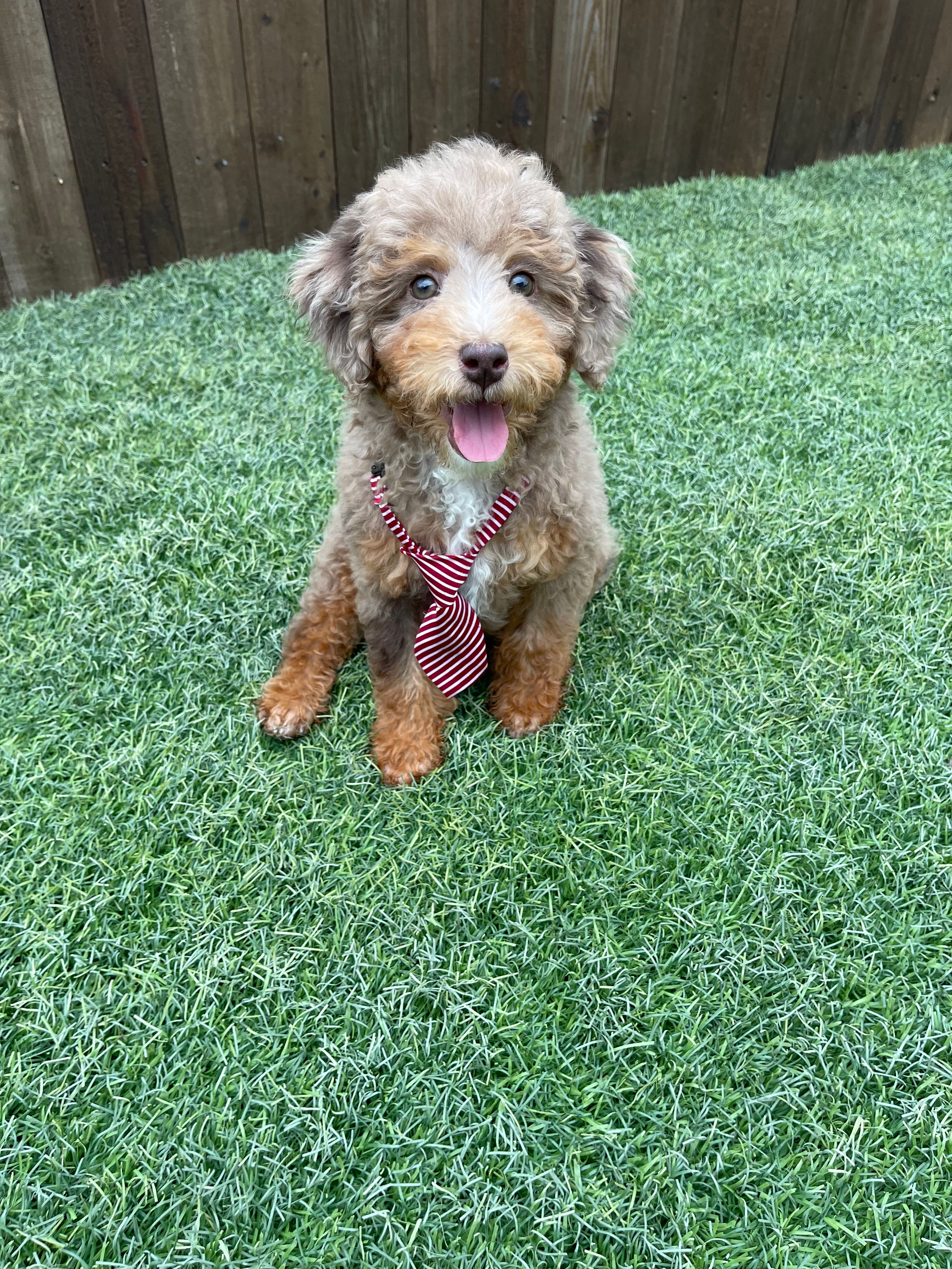 Akc Clear Chocolate Phantom Merle – Poodle - Miniature  puppy for sale in Campbell, TX