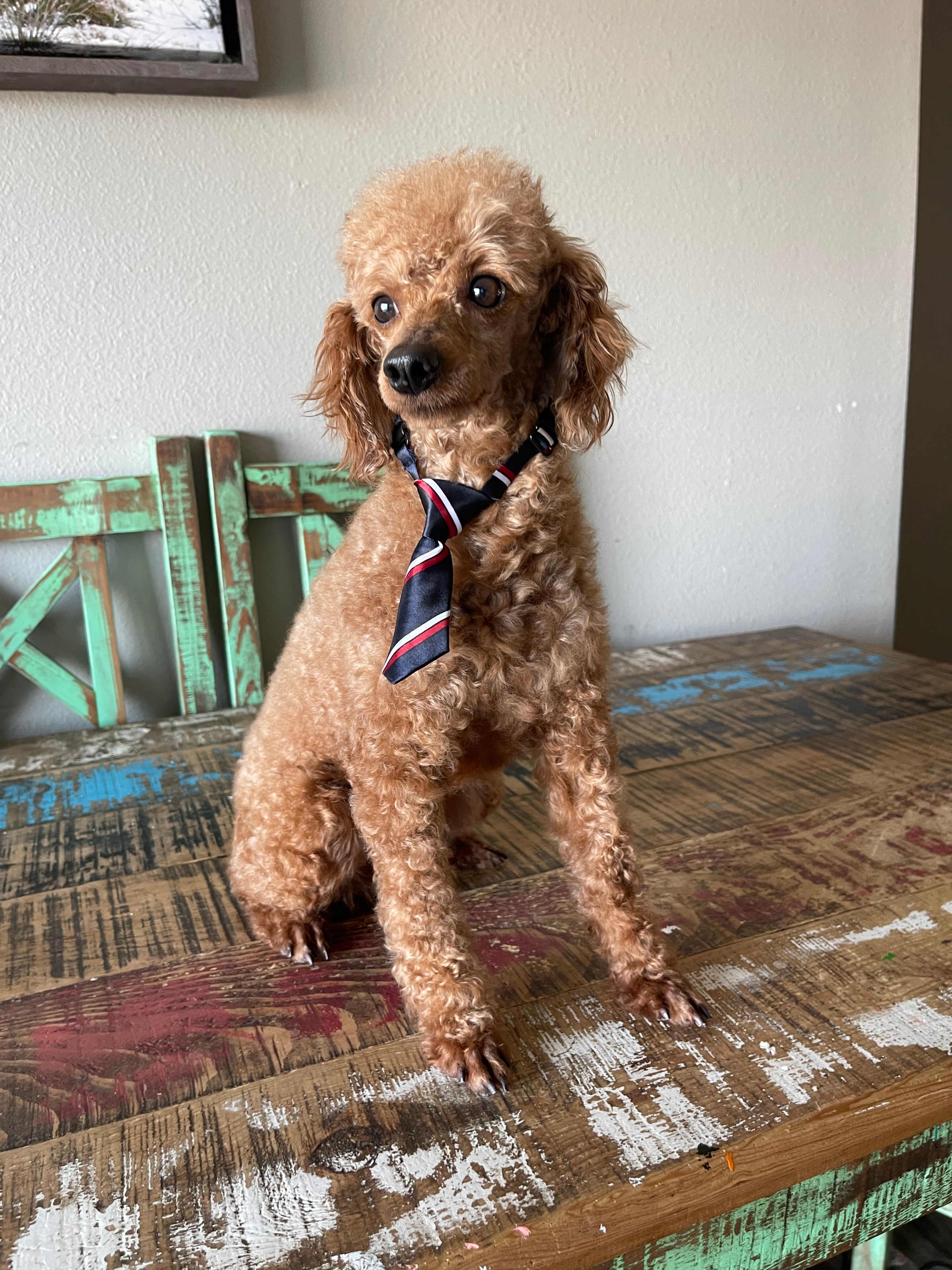 Akc Clear 🧬 Red Proven Boy