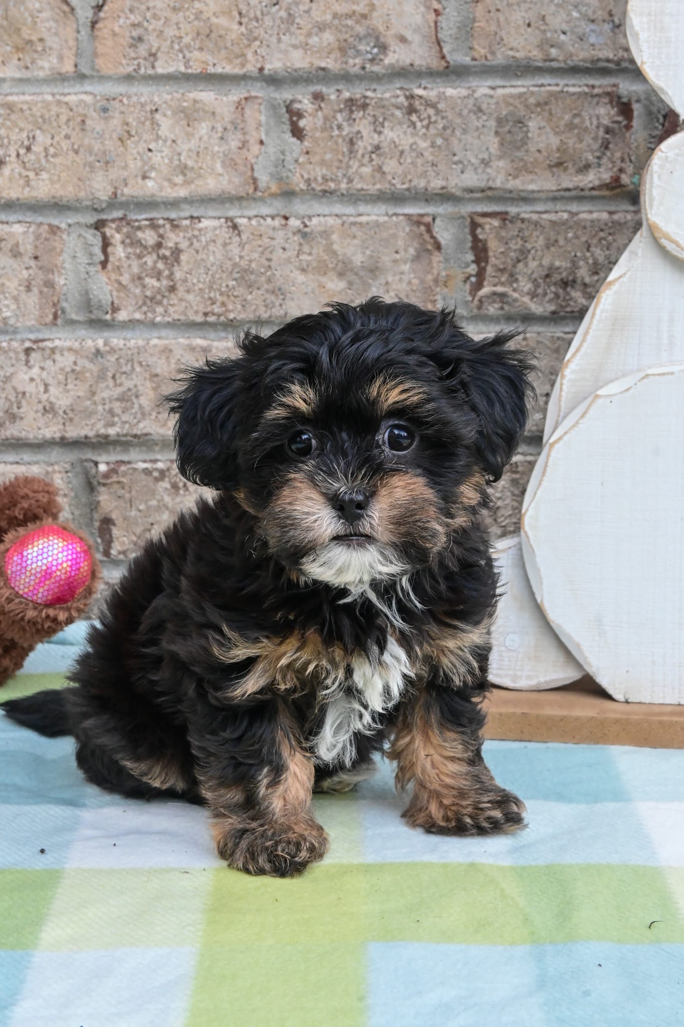 Tommy  – Havapoo puppy for sale in Guthrie, KY