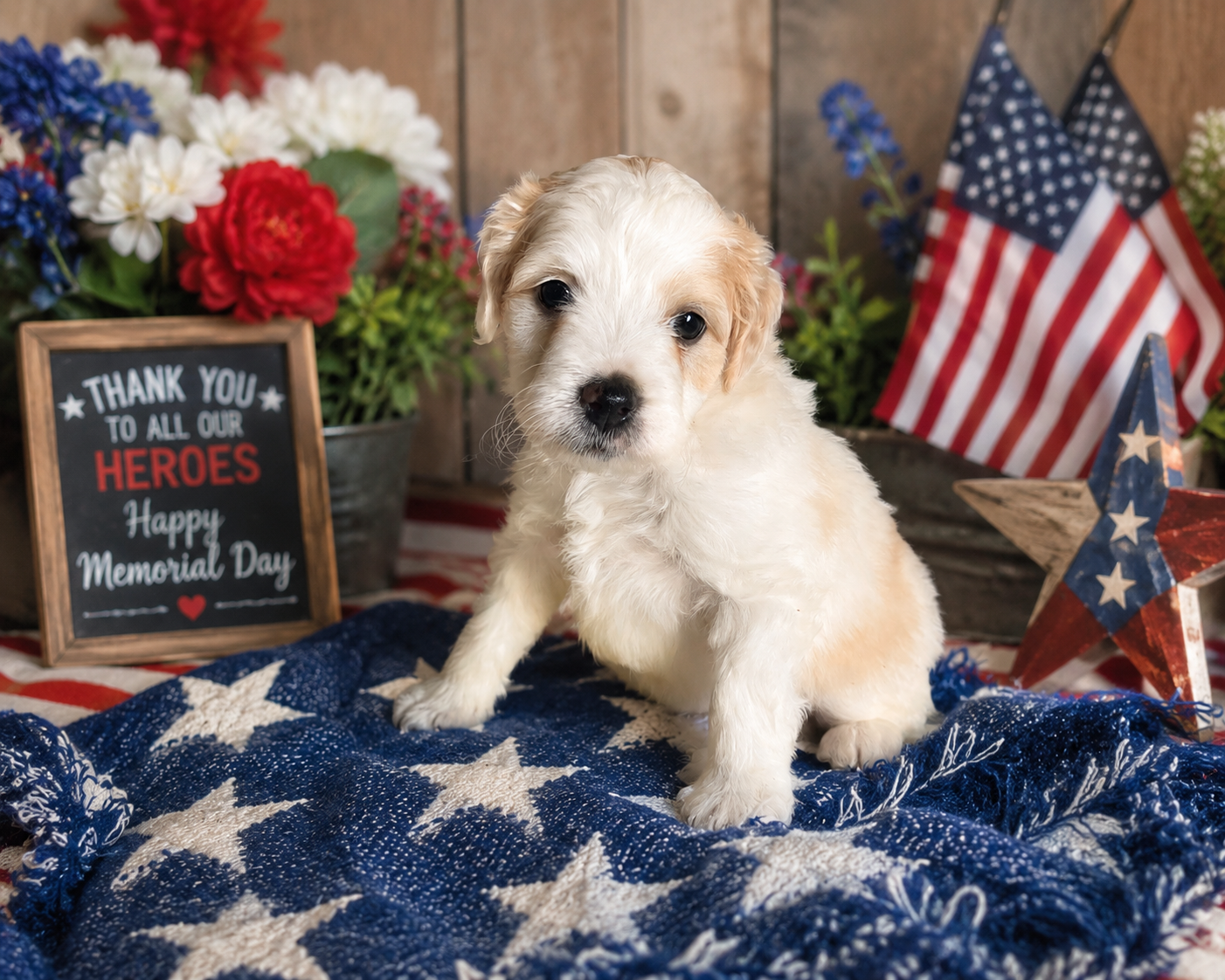 Arlo – Miniature Bernedoodle puppy for sale in Myrtle Beach, SC