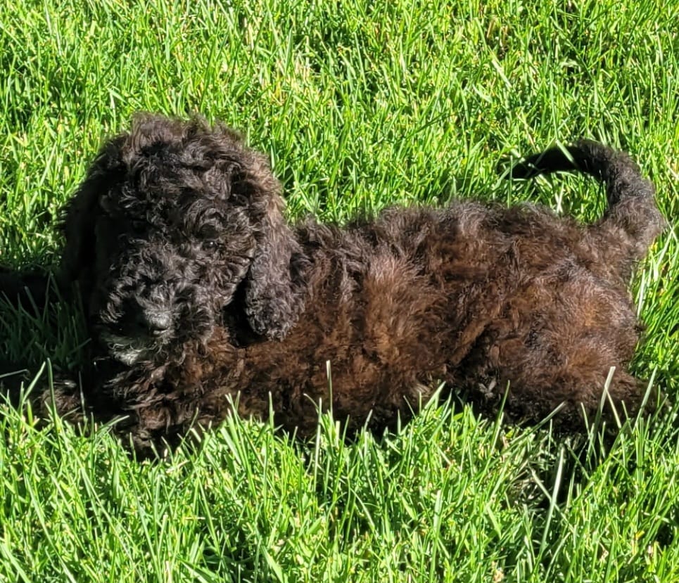 Paisley  – Goldendoodle puppy for sale in Cave City, KY
