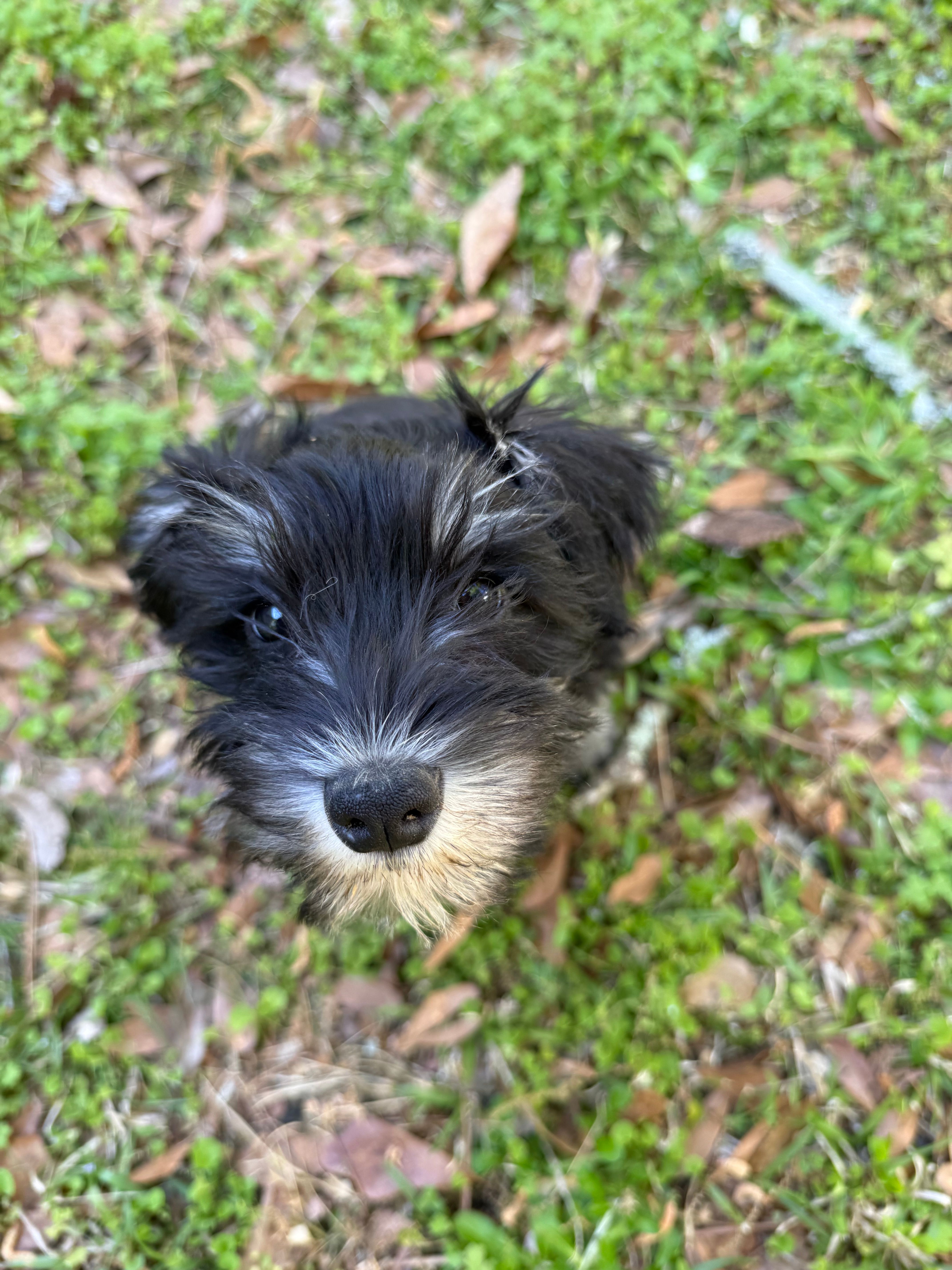 Pepper – Miniature Schnauzer puppy for sale in Chattanooga, TN