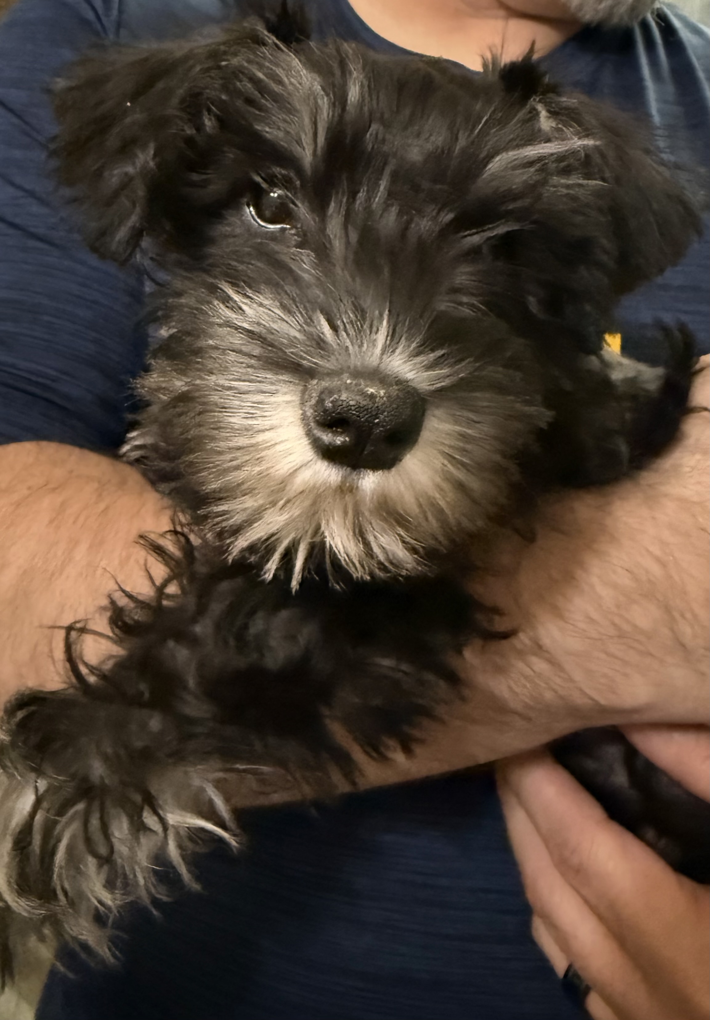 Pepper – Miniature Schnauzer puppy for sale in Chattanooga, TN