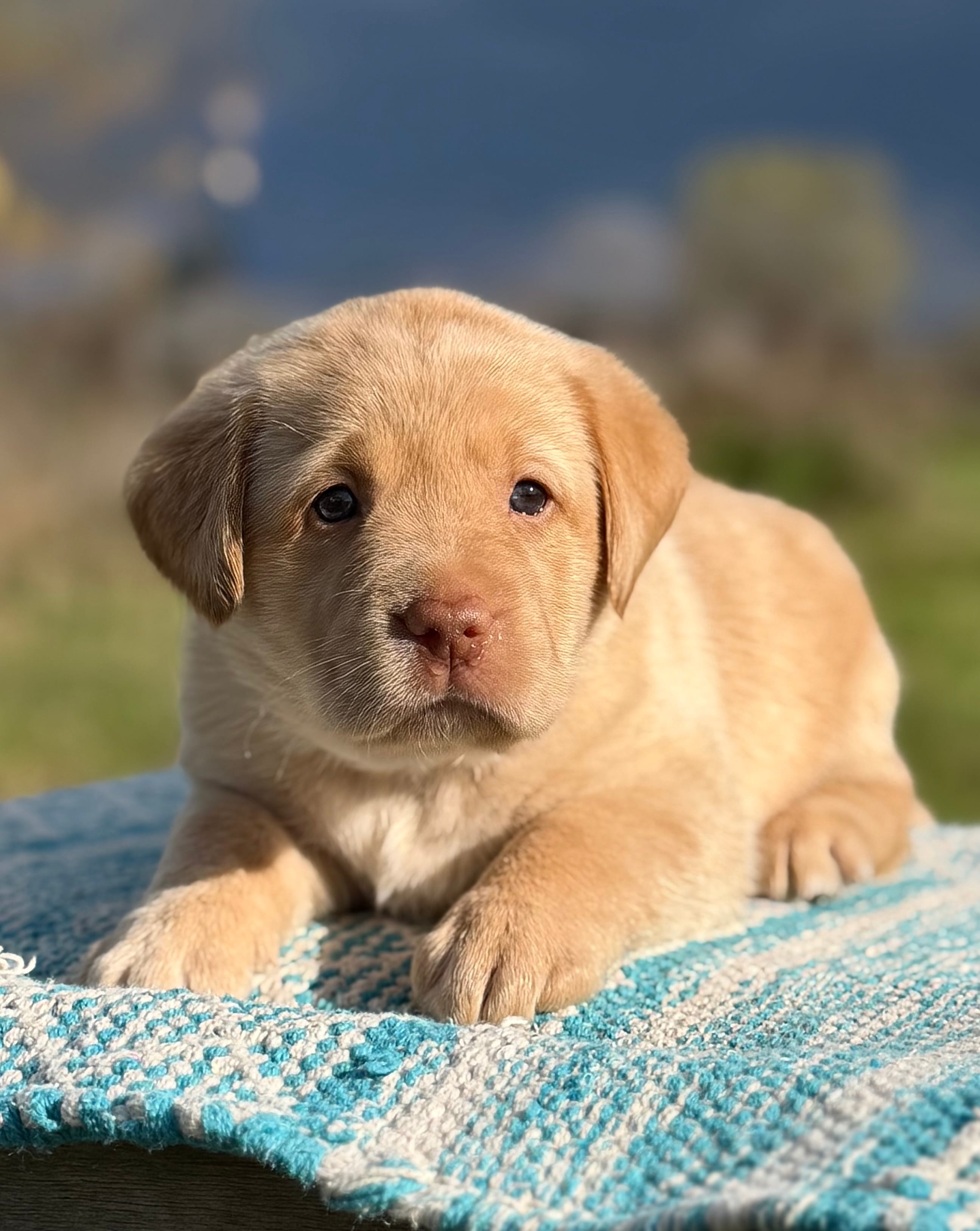 Yellow Girl – Labrador Retriever puppy for sale in Giddings, TX