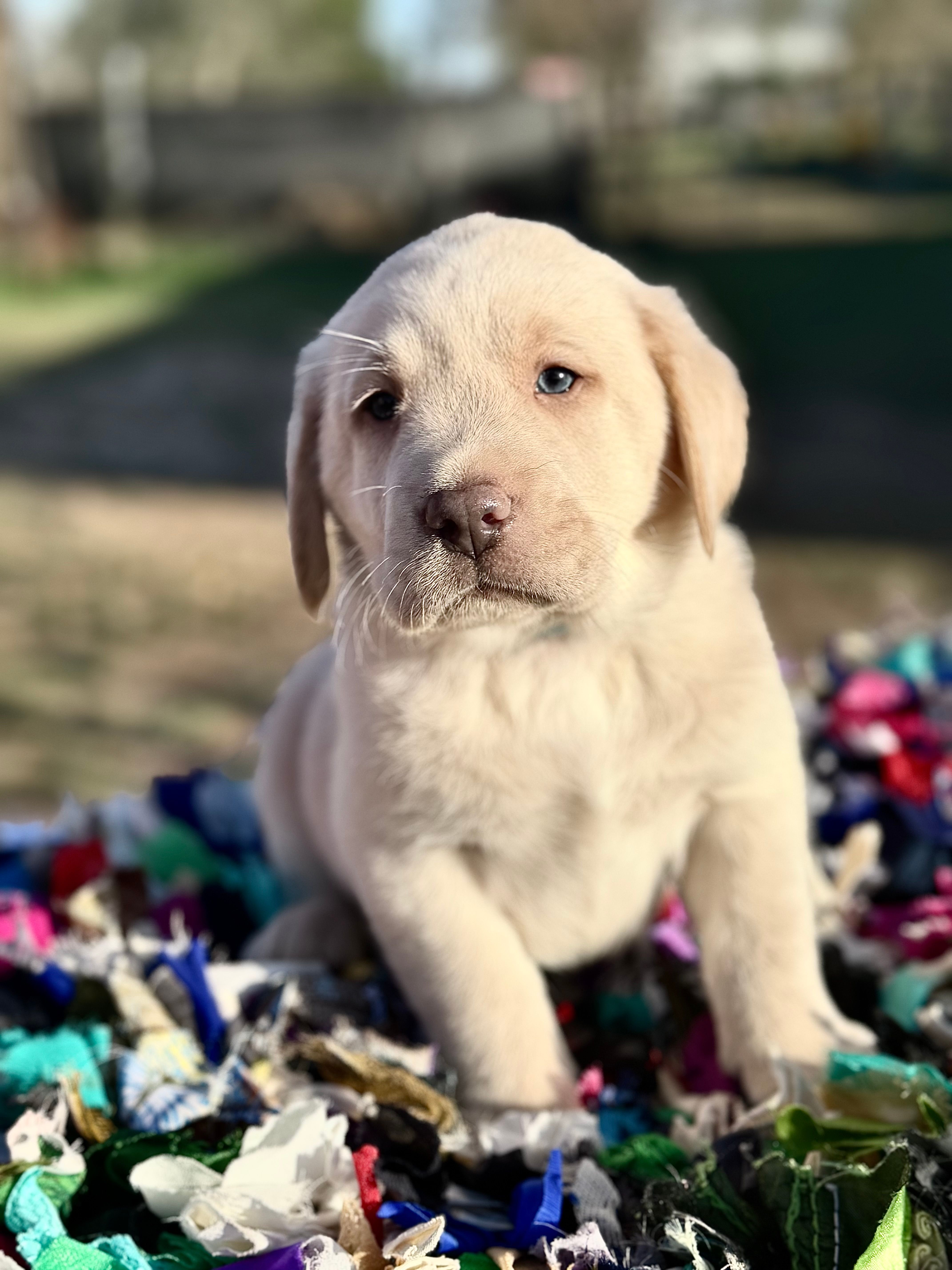 Champagne Boy – Labrador Retriever puppy for sale in Giddings, TX