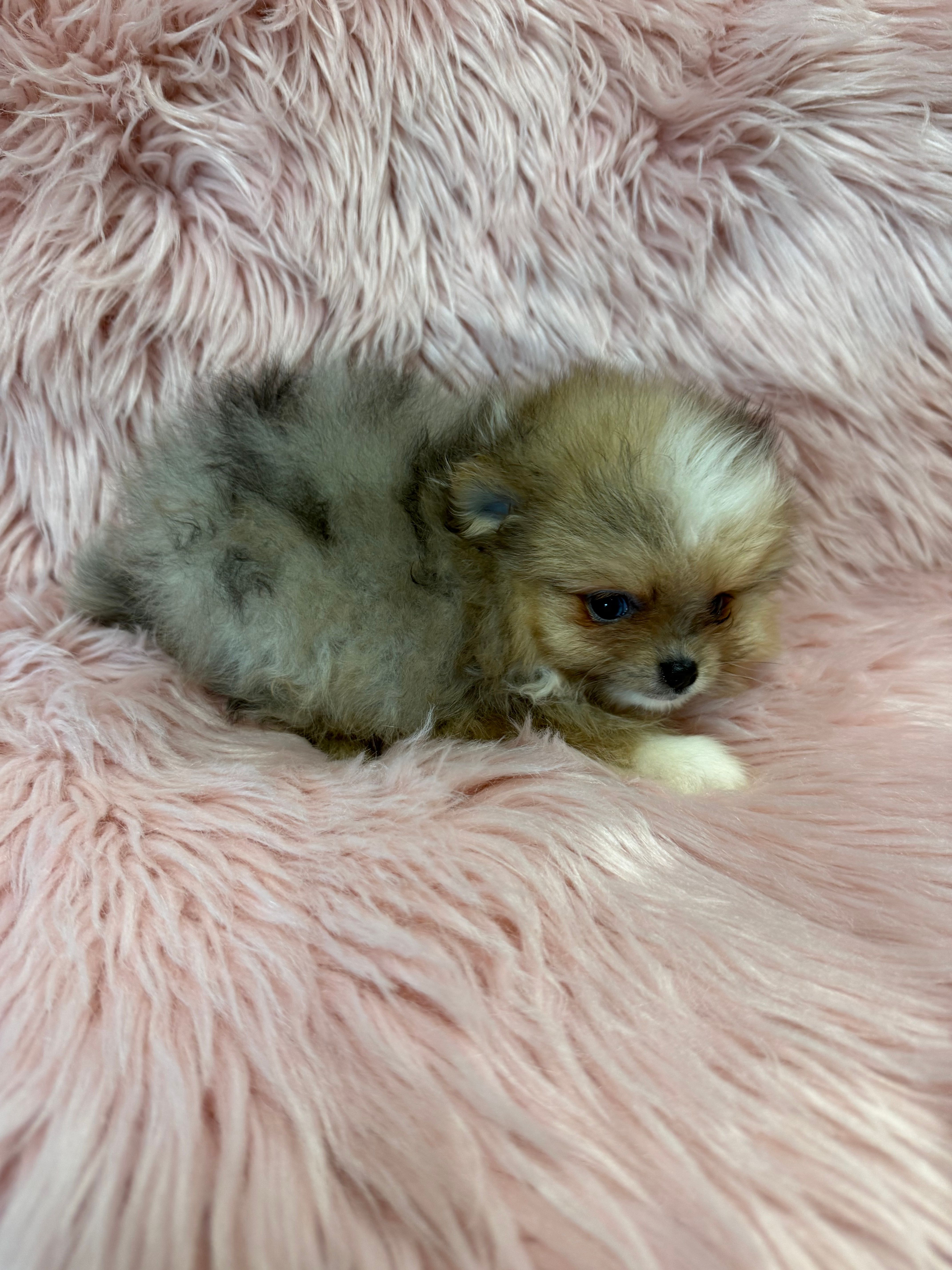 Daisy  – Pomeranian puppy for sale in Vidalia, GA