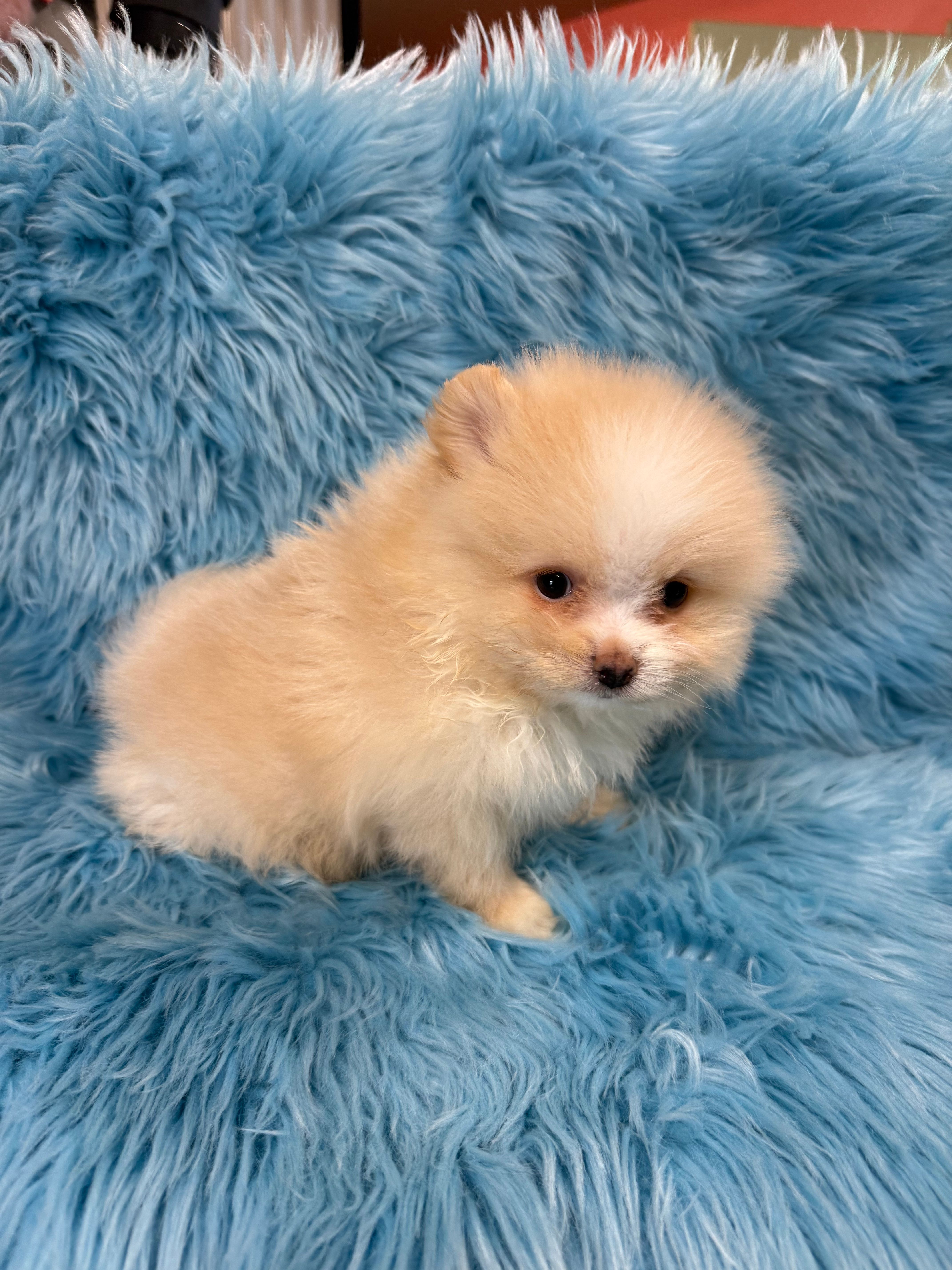 Chase  – Pomeranian puppy for sale in Vidalia, GA