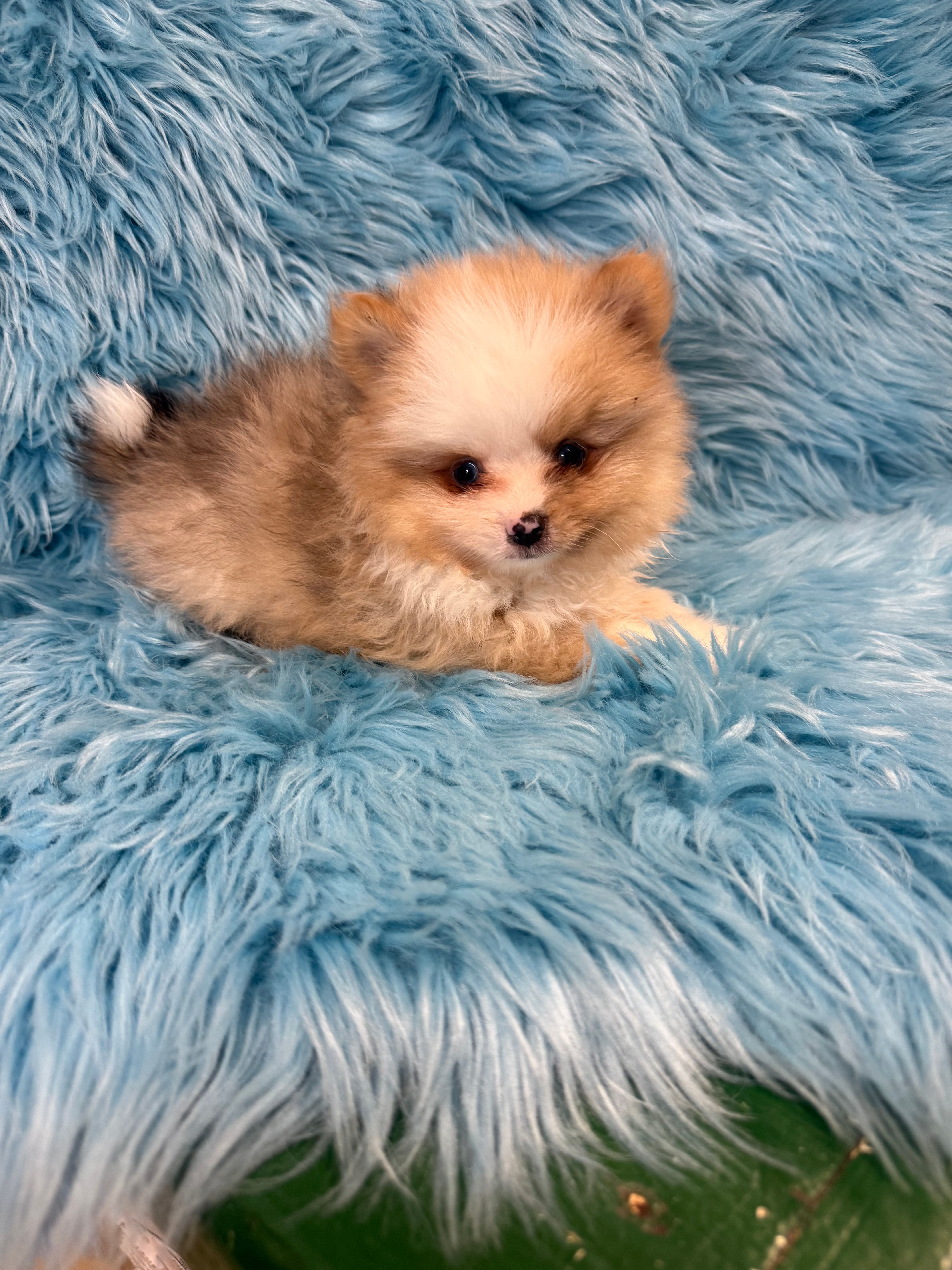 Kad – Pomeranian puppy for sale in Vidalia, GA