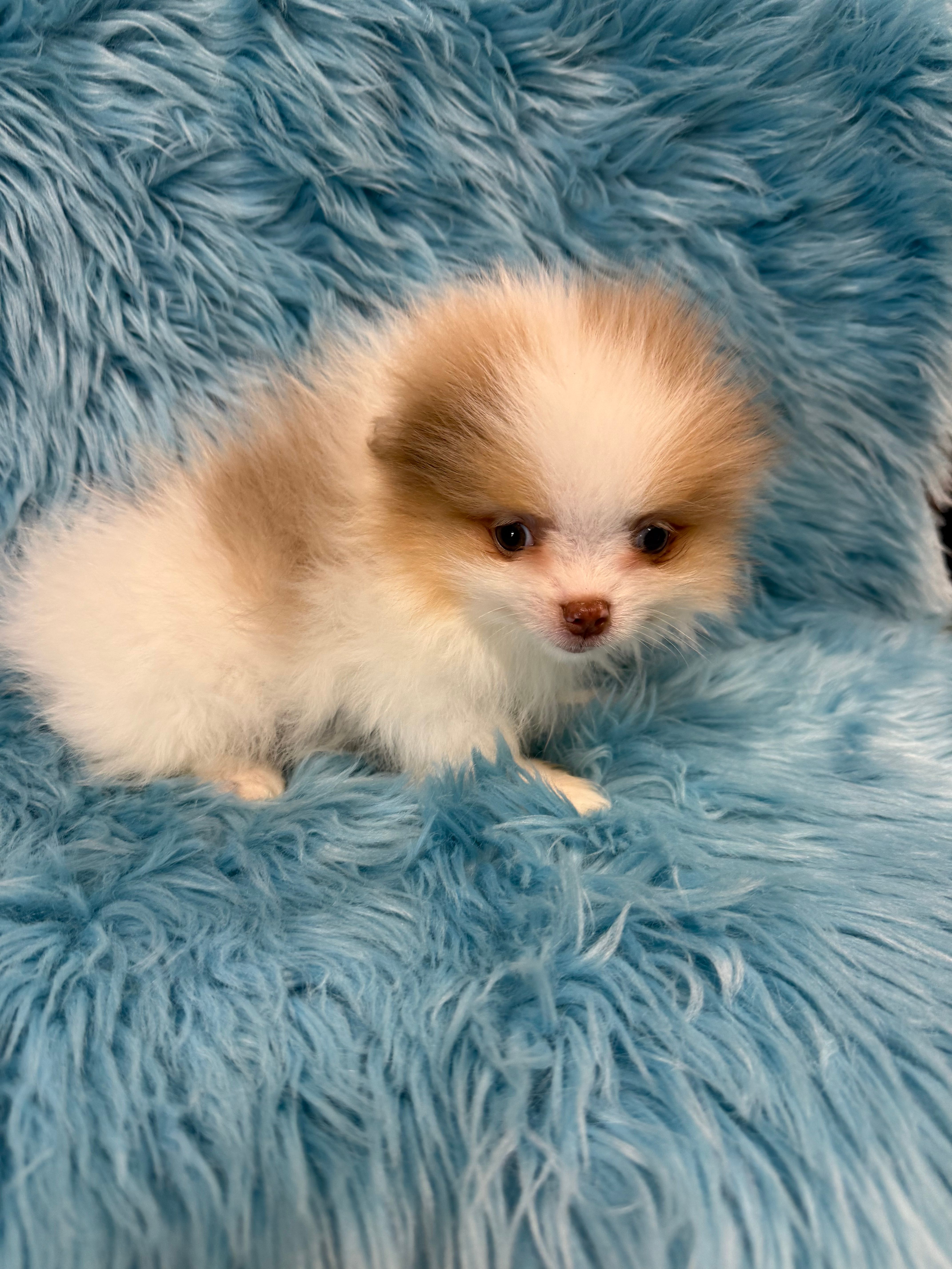Wag  – Pomeranian puppy for sale in Vidalia, GA