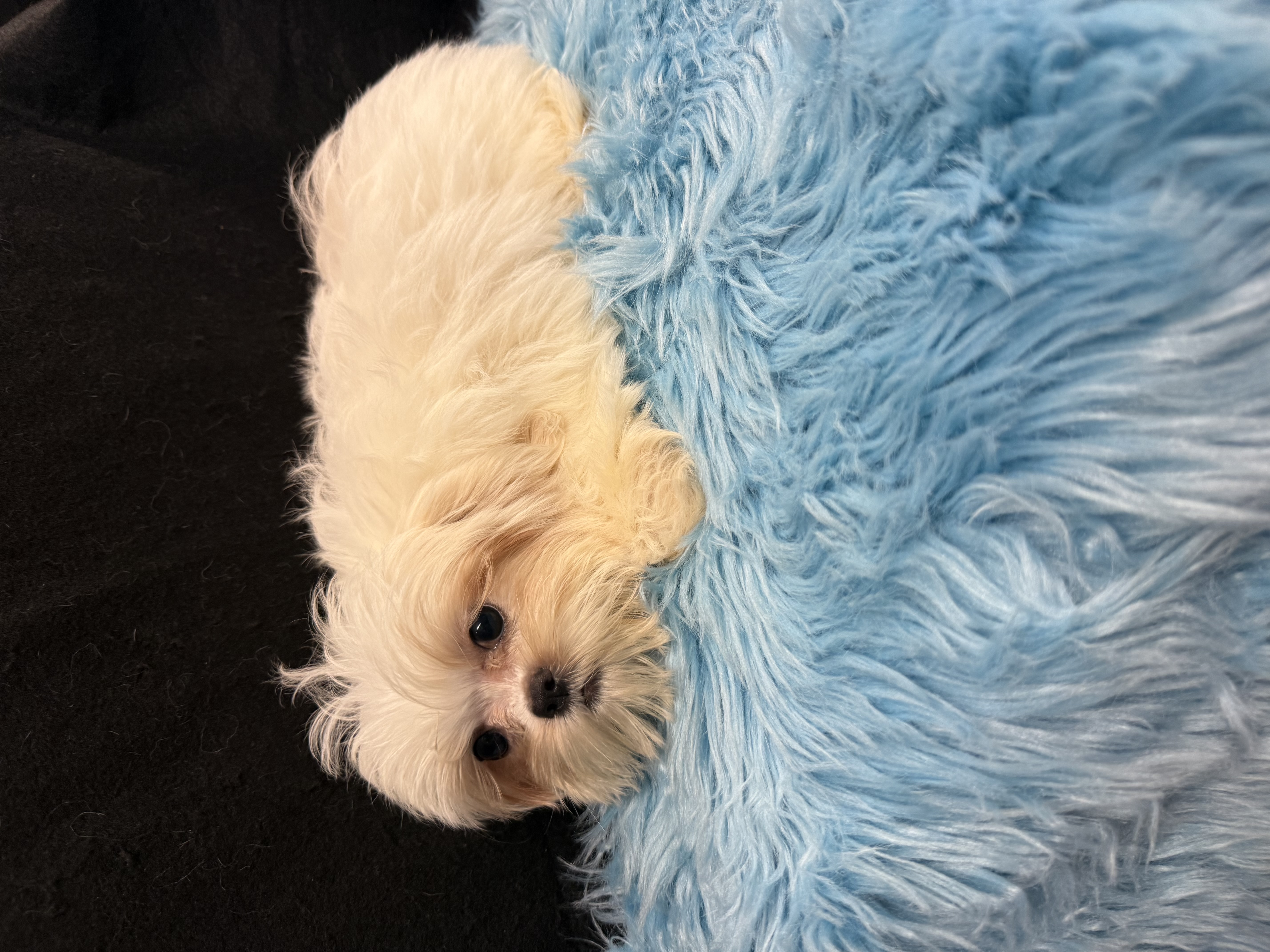 Benji – Shih Tzu puppy for sale in Vidalia, GA
