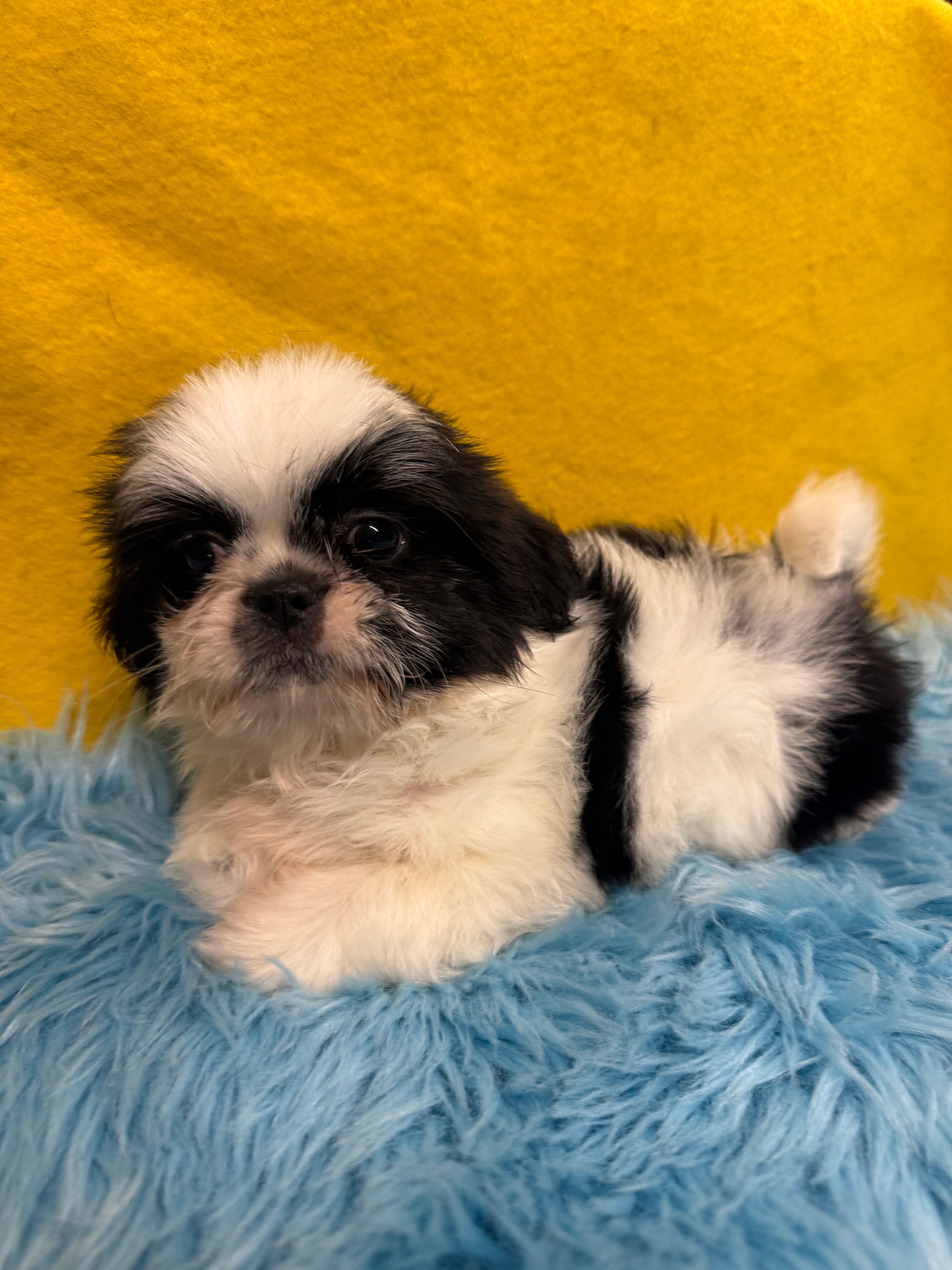 Landon  – Shih Tzu puppy for sale in Vidalia, GA