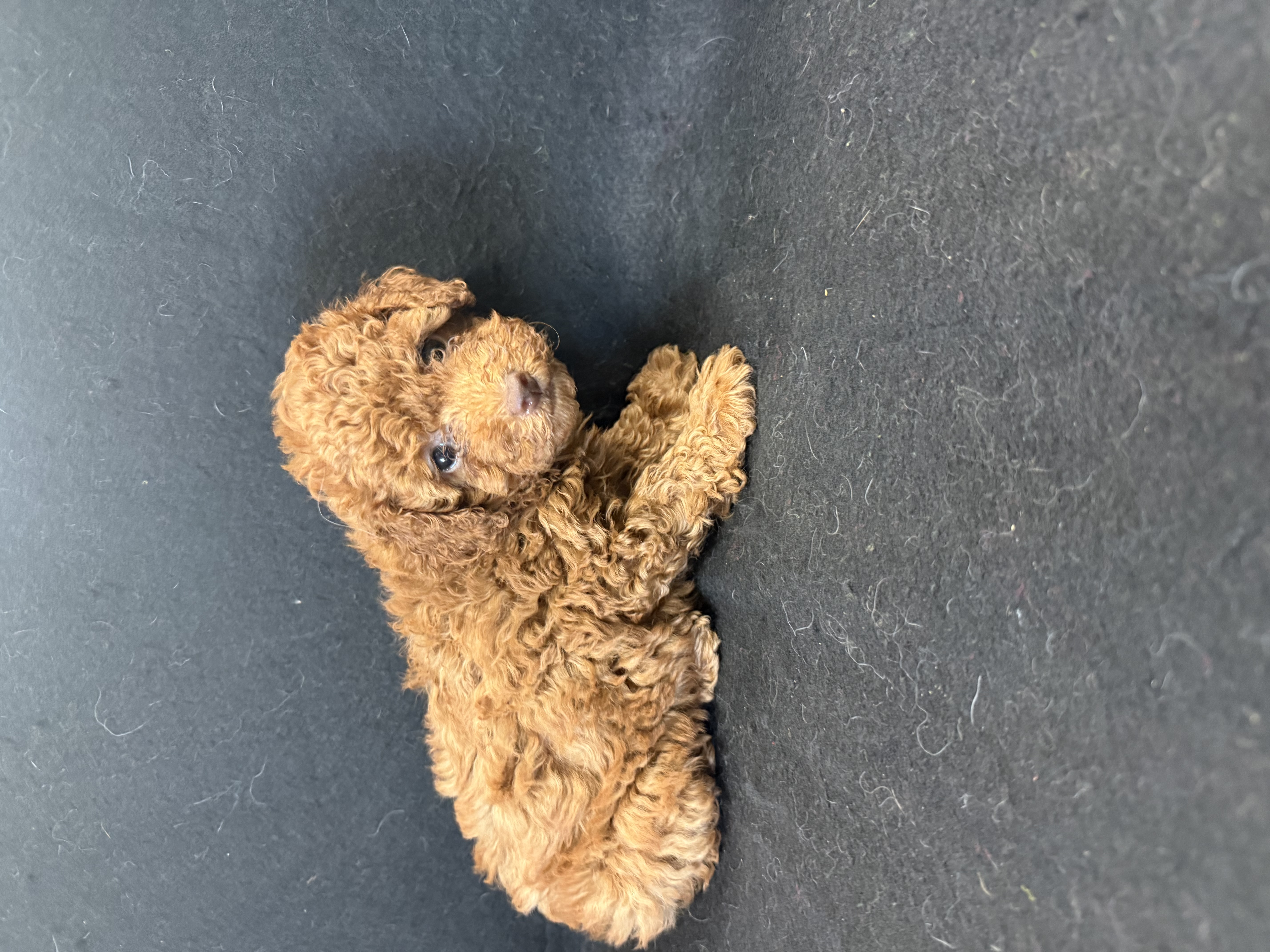 Stella  – Poodle - Toy  puppy for sale in Vidalia, GA