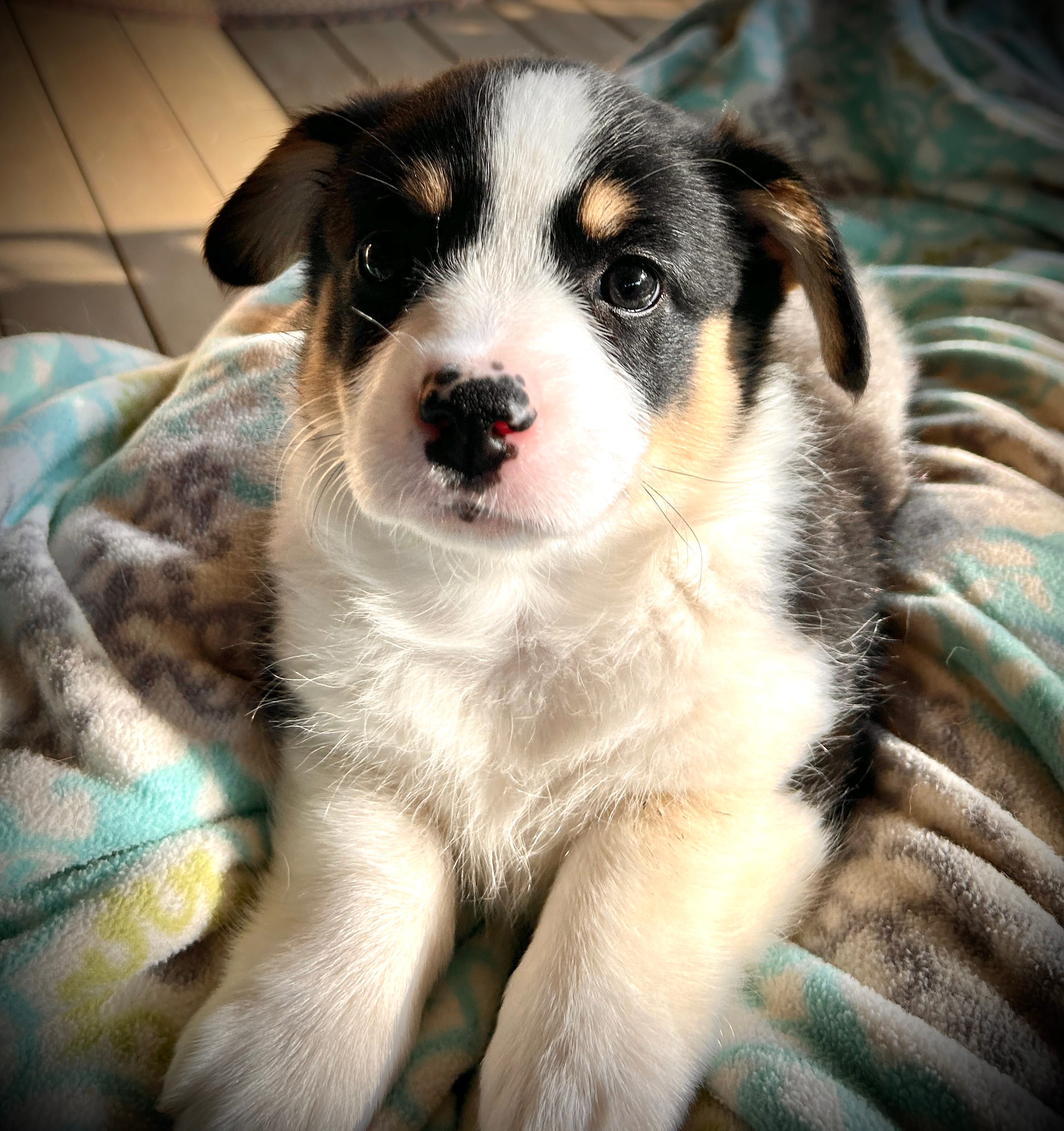 Sophie  – Pembroke Welsh Corgi puppy for sale in Vonore, TN