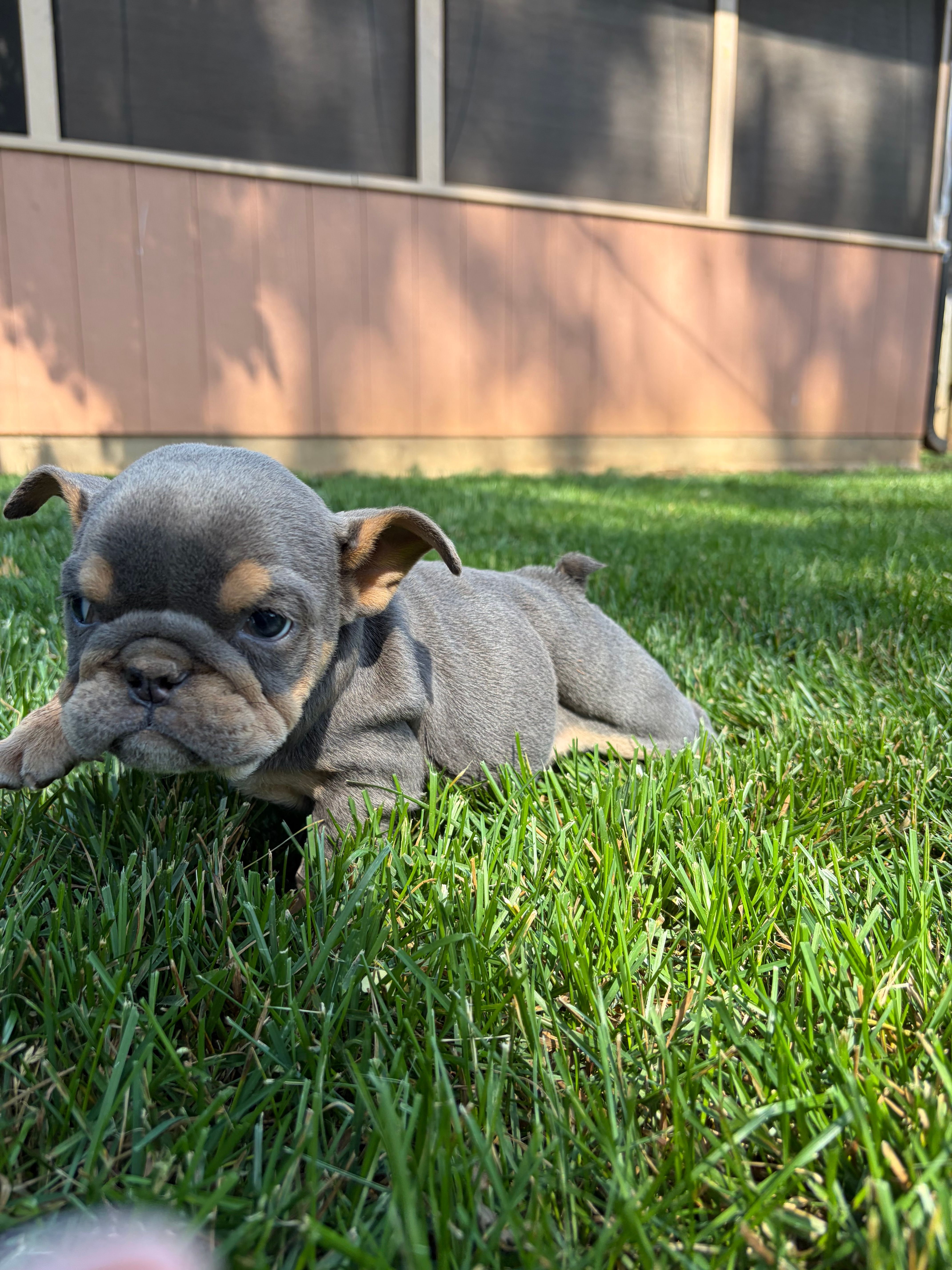 Medussa – English Bulldog puppy for sale in Springfield, MO