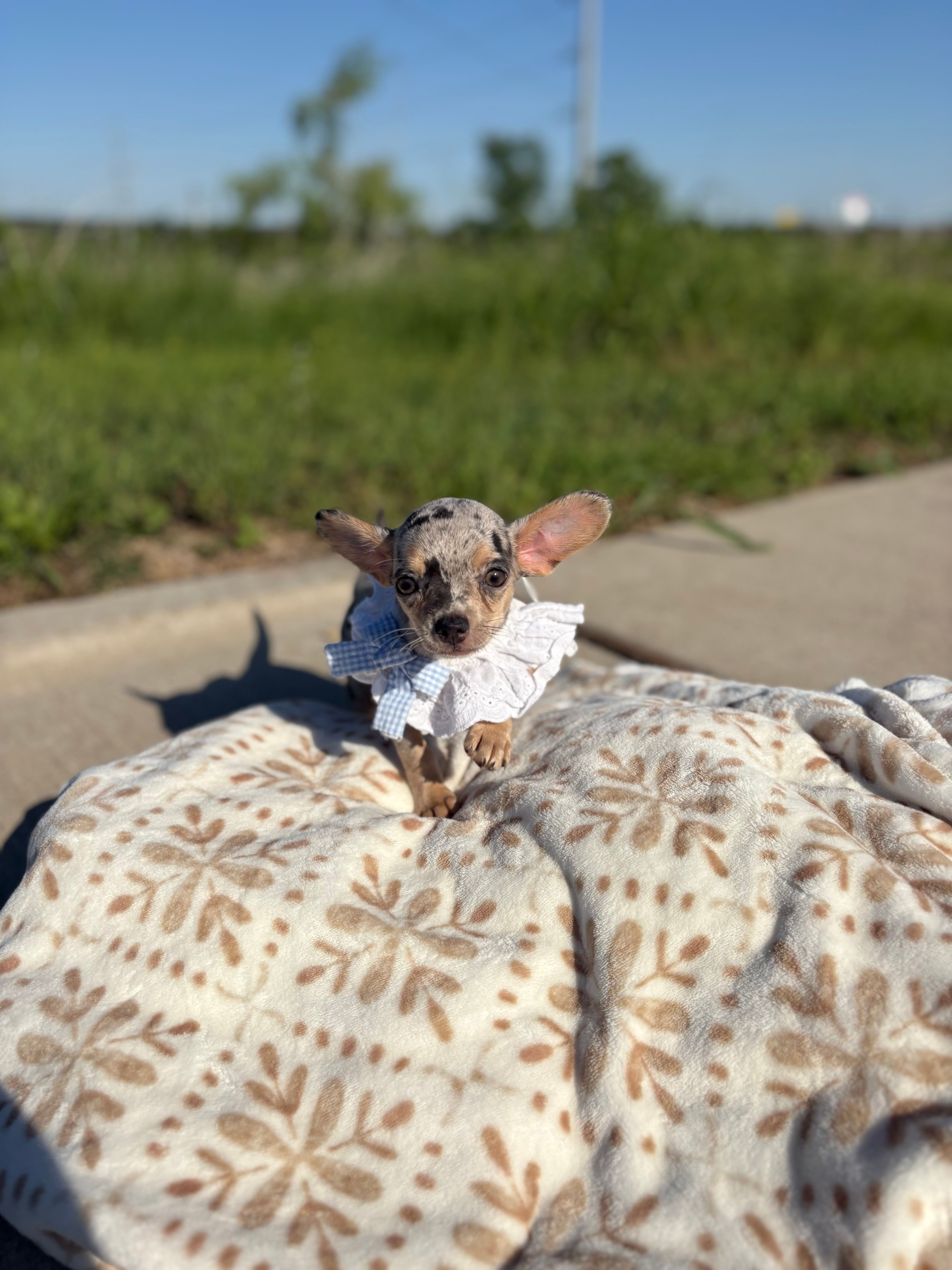 Valentina born on Valentine’s Day ❤️*Baby Blue Merle * – Chihuahua puppy for sale in Fort Worth, TX