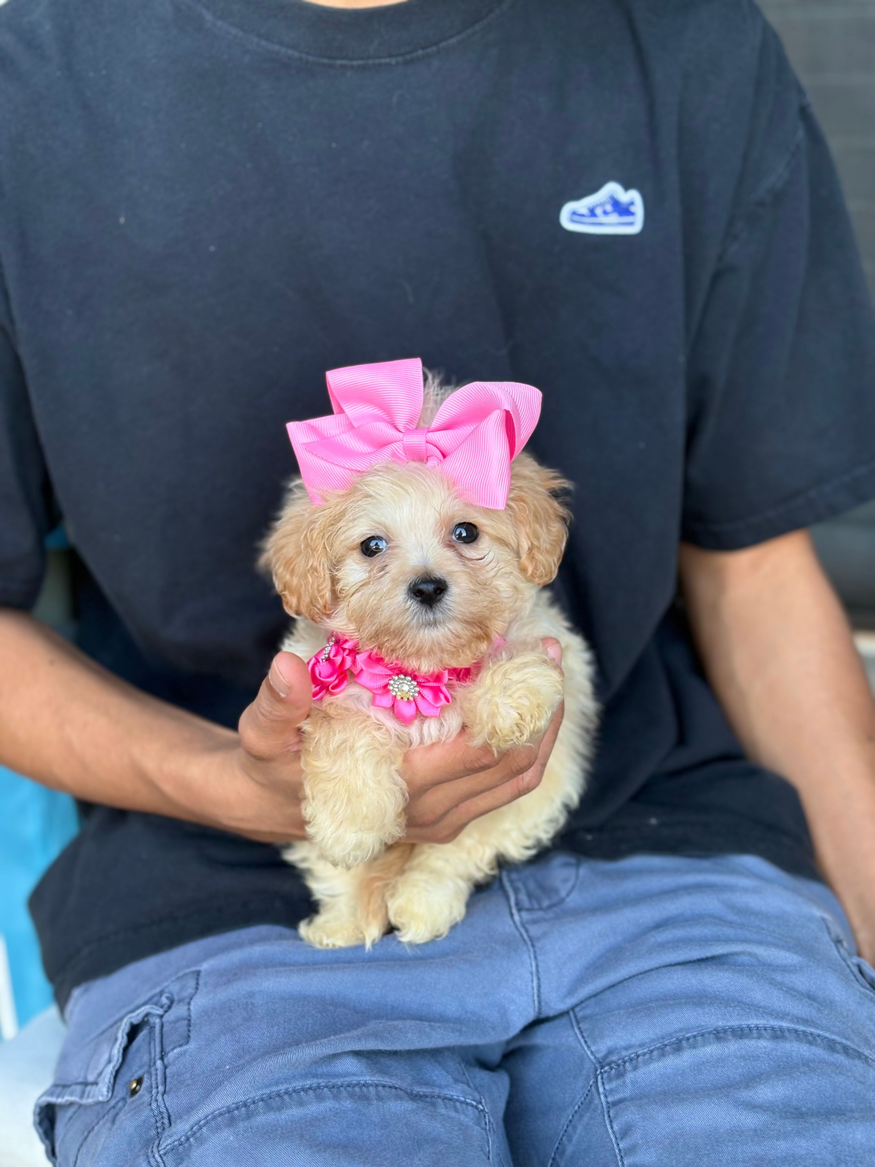 Tiny  – Maltipoo, Poodle - Toy  puppy for sale in Fort Worth, TX