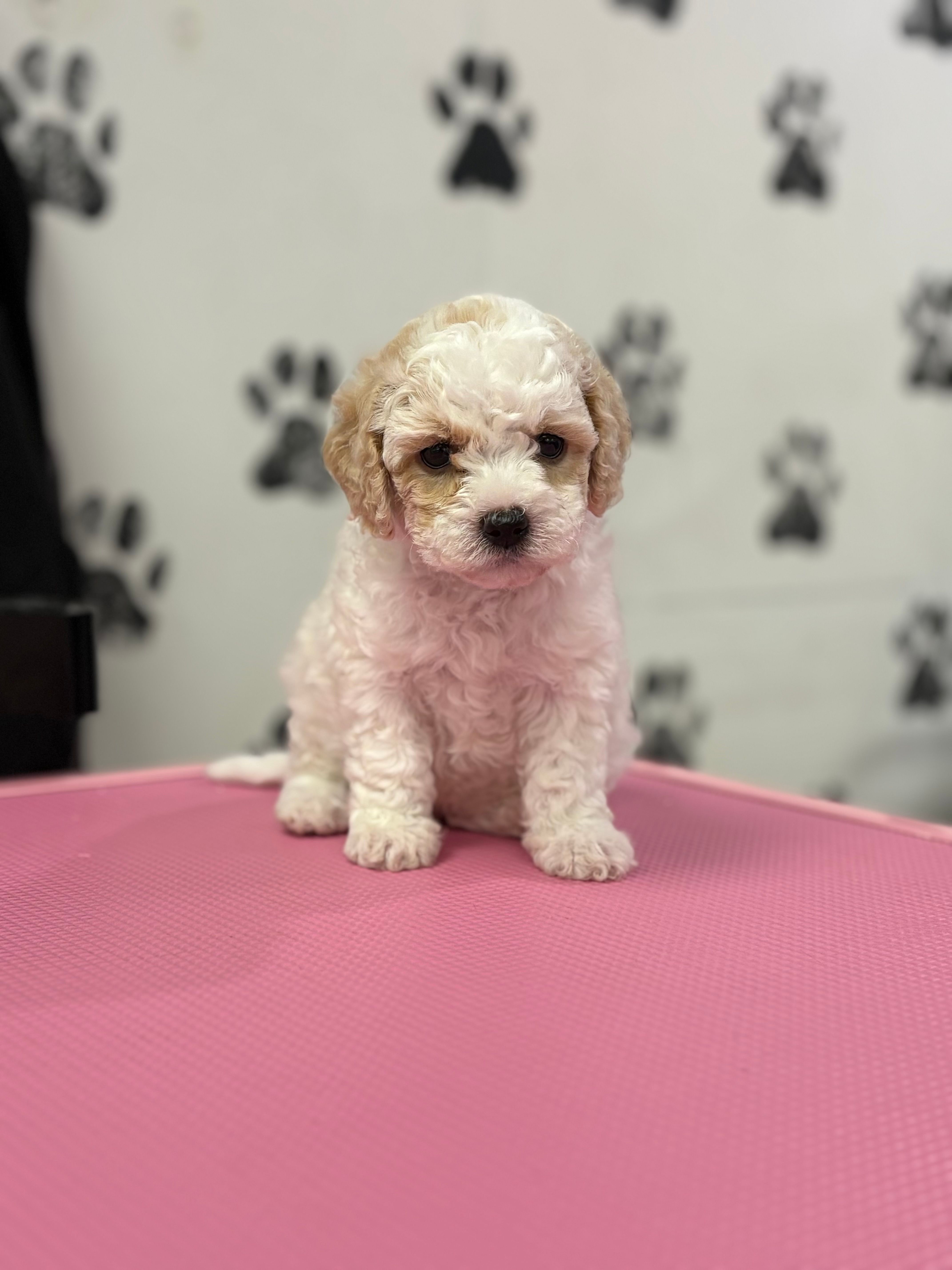 Tinker – Maltipoo puppy for sale in Fort Worth, TX