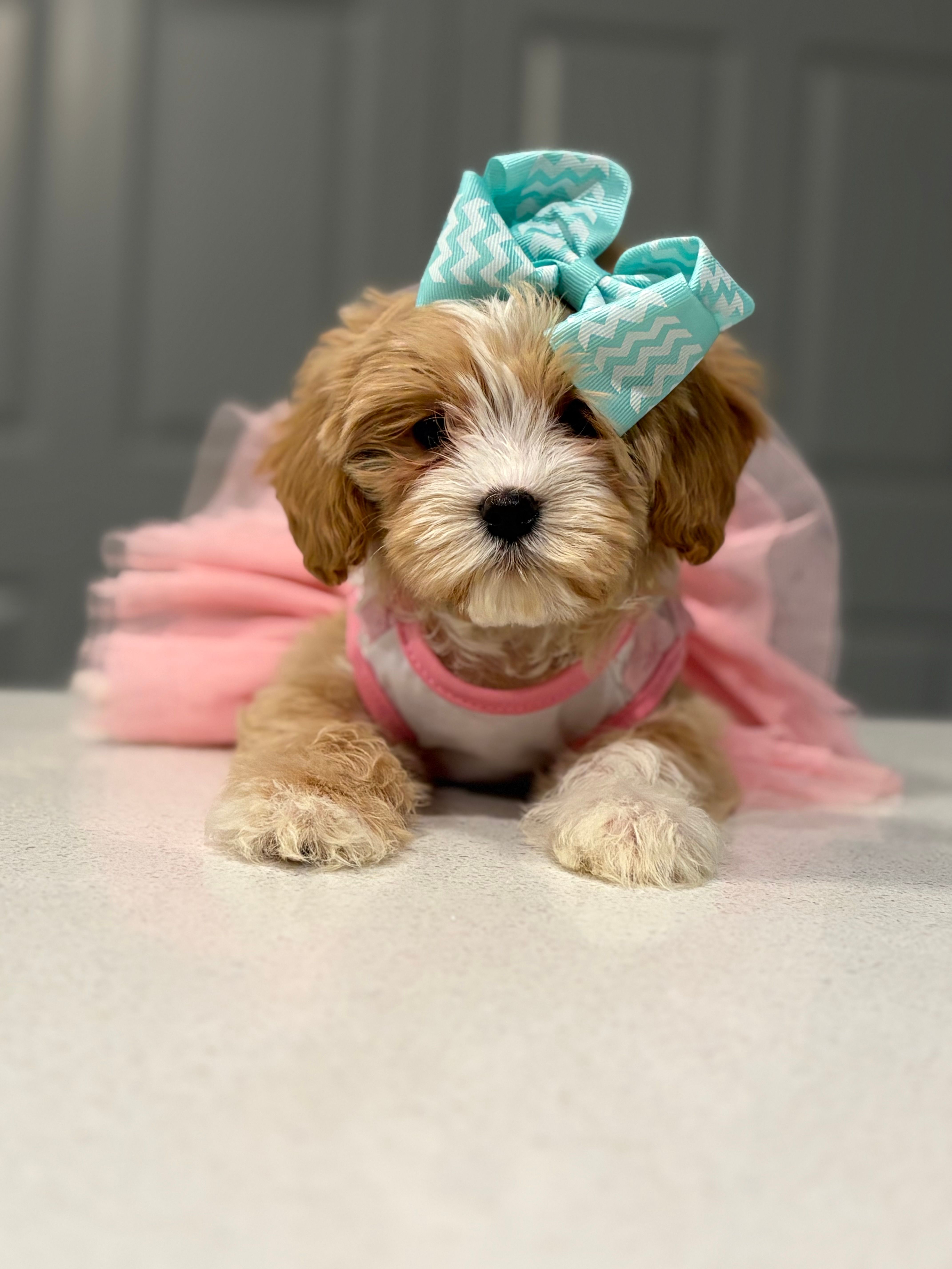 Mimi – Maltipoo puppy for sale in Fort Worth, TX