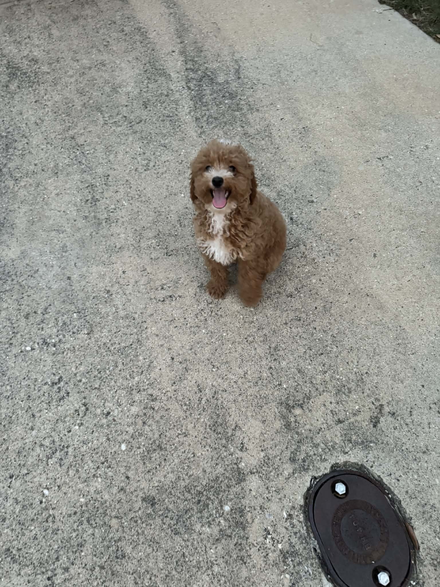 Bruno  – Poodle - Toy  puppy for sale in Fort Worth, TX