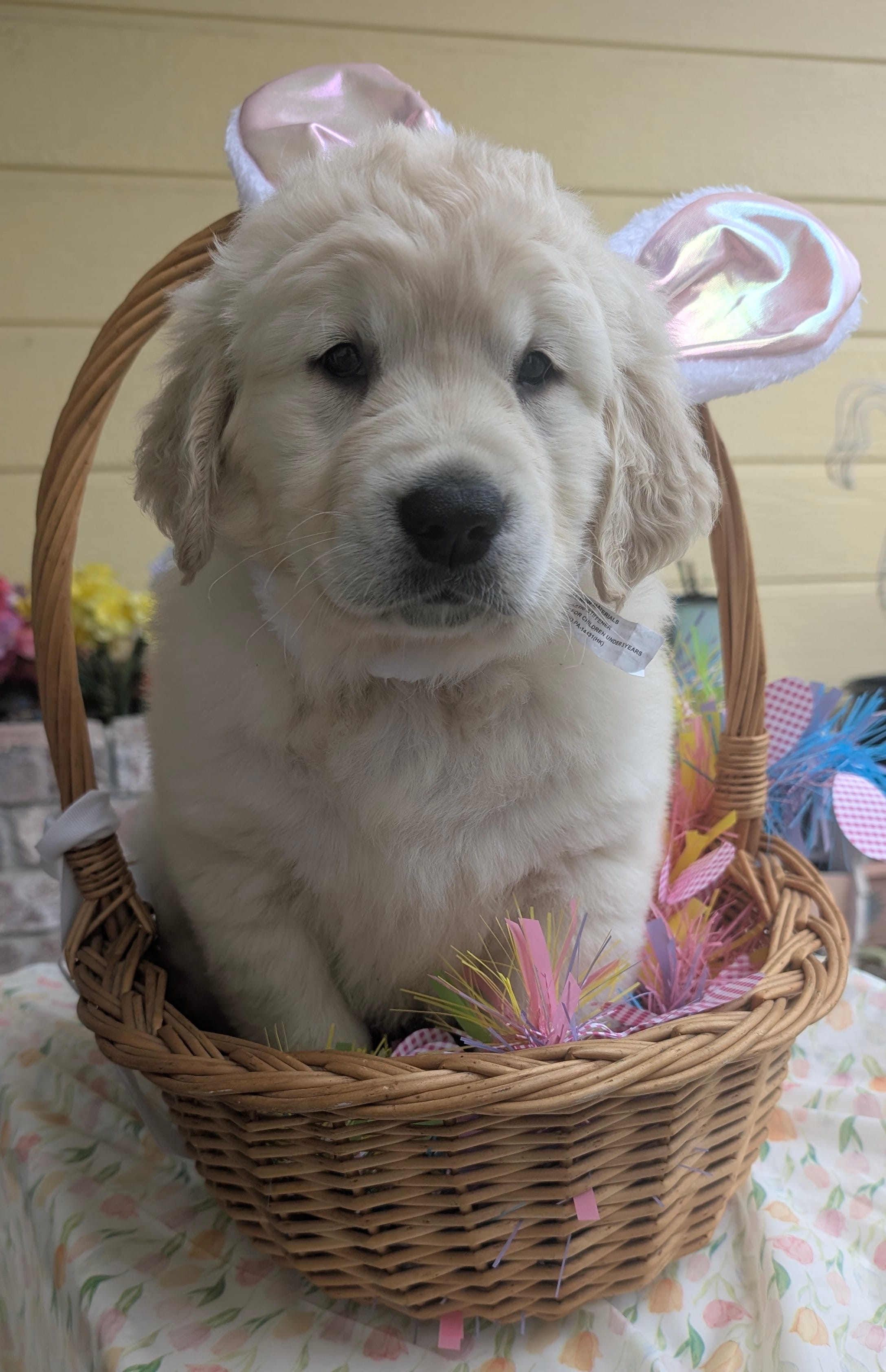 "Athena" pink collar