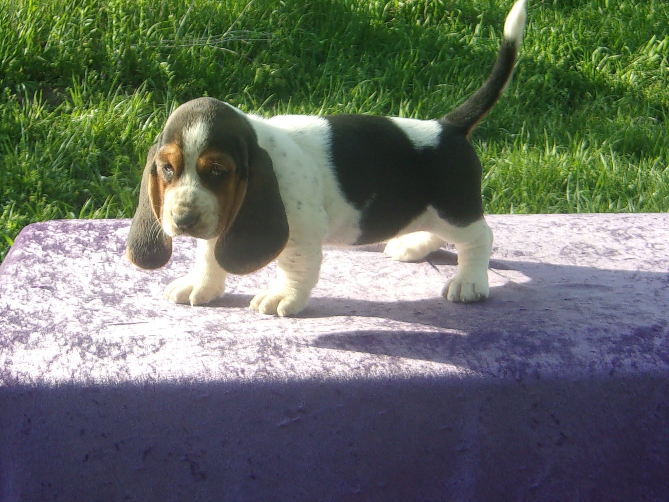 Mandy – Basset Hound puppy for sale in Kansas City, MO