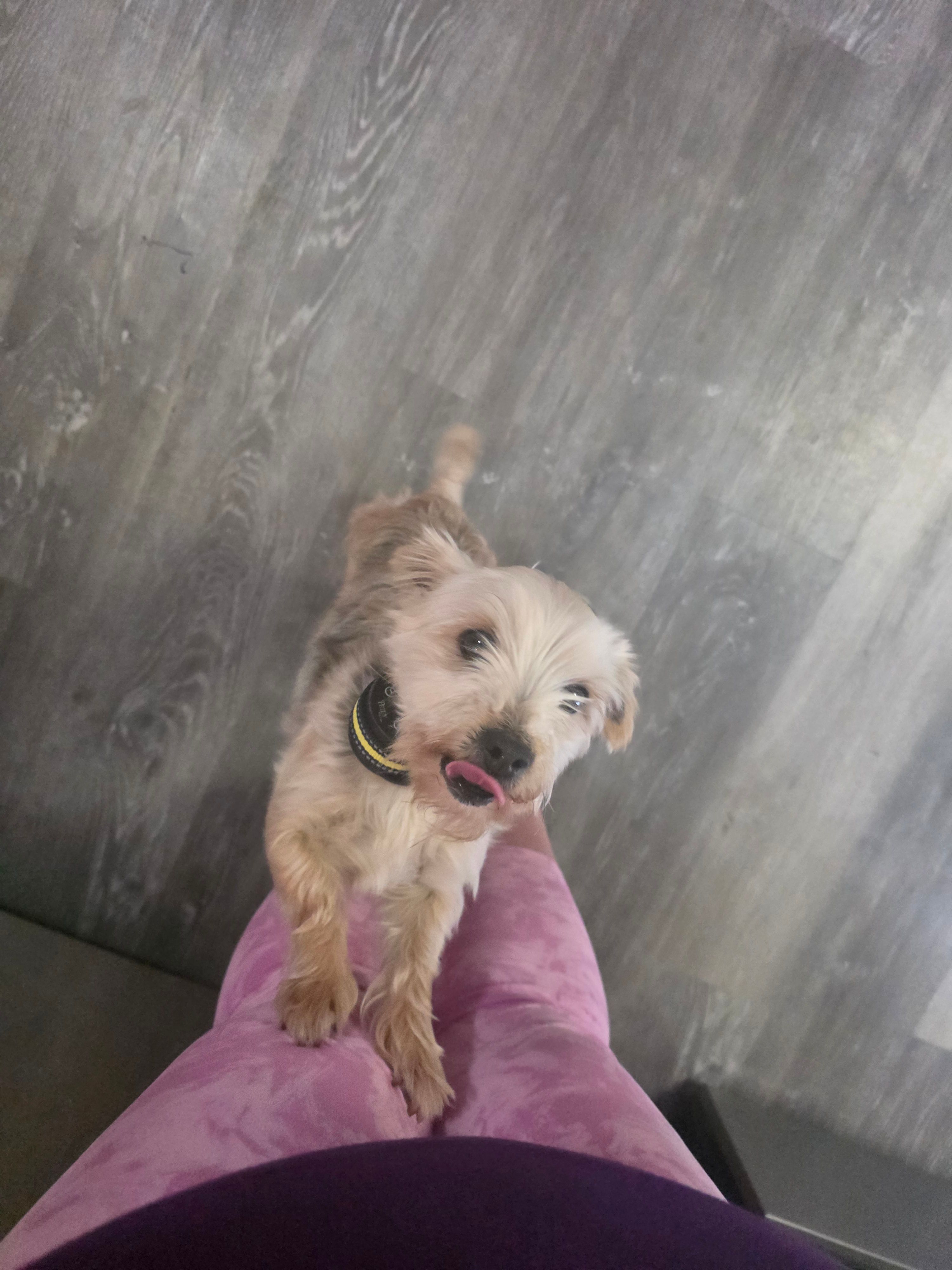 Marley – Morkie puppy for sale in Mount Vernon, OH