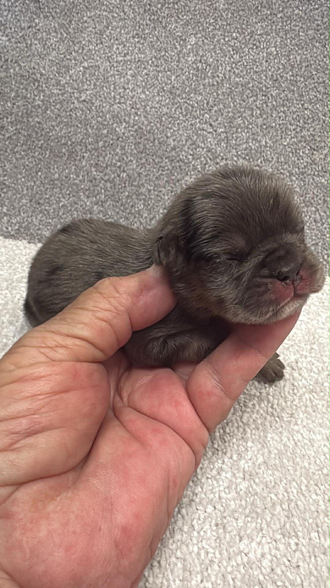 Fawn merle – French Bulldog puppy for sale in Annapolis, MD