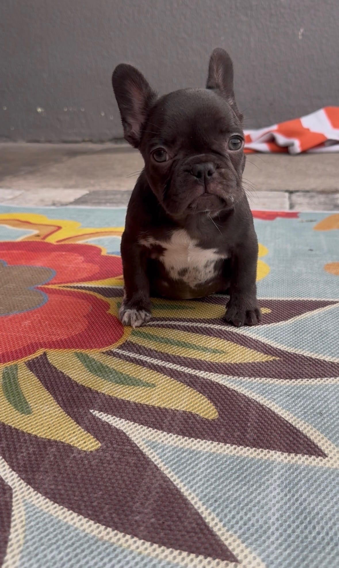 Princess – French Bulldog puppy for sale in Vero Beach, FL