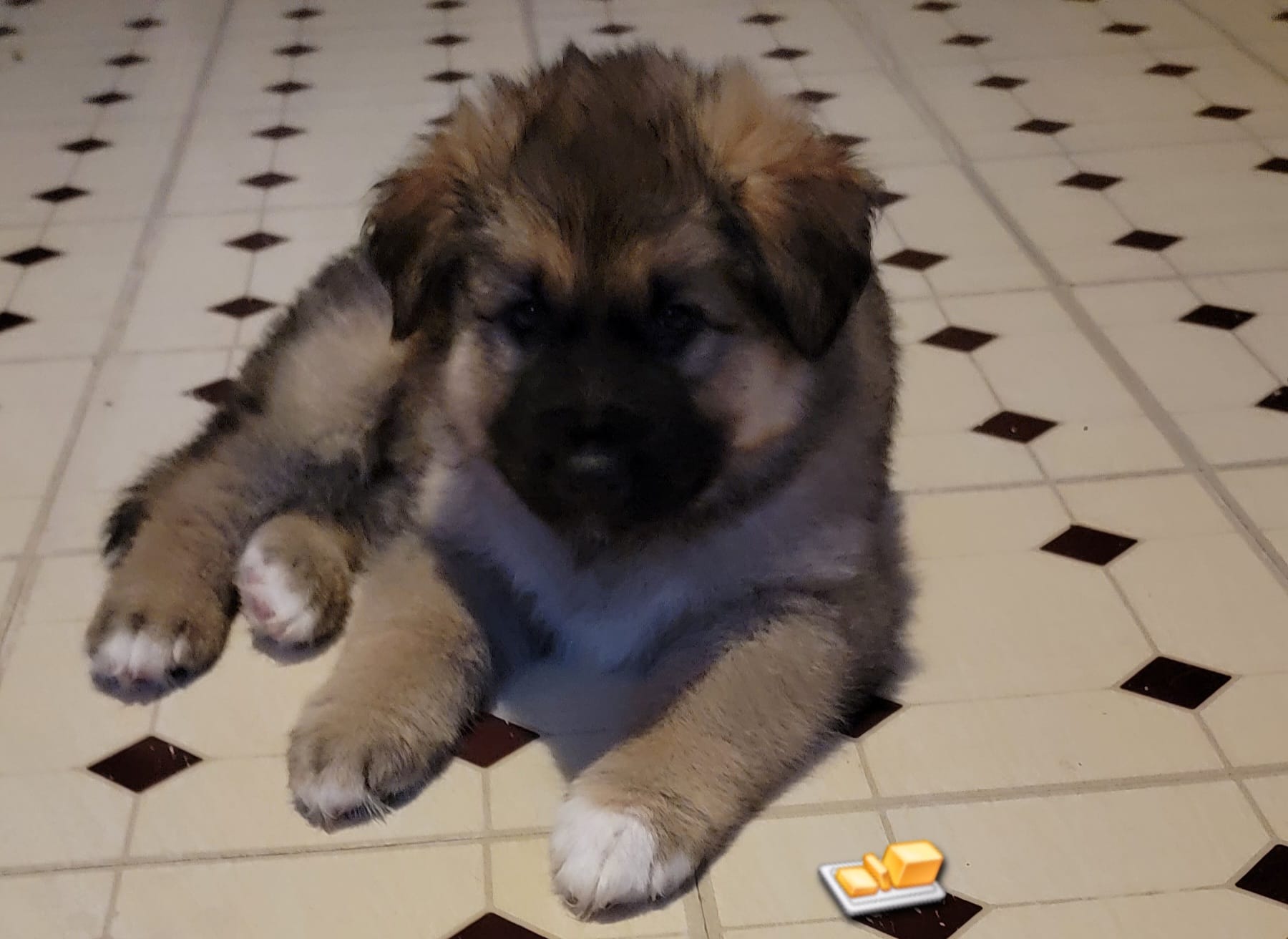 Butters – German Shepherd Dog, Alaskan Malamute puppy for sale in DeKalb, IL