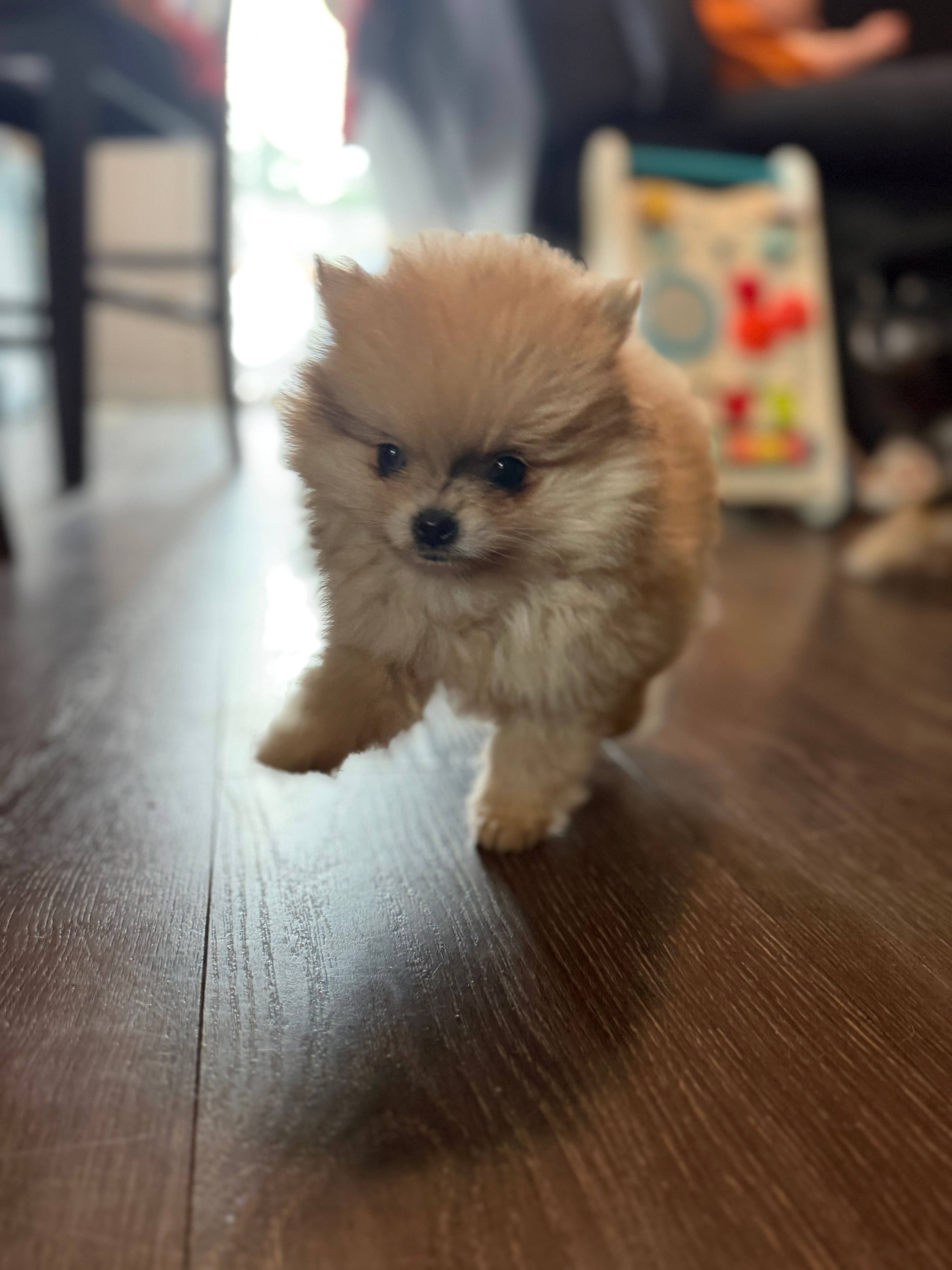 Max – Pomeranian puppy for sale in Bellingham, WA