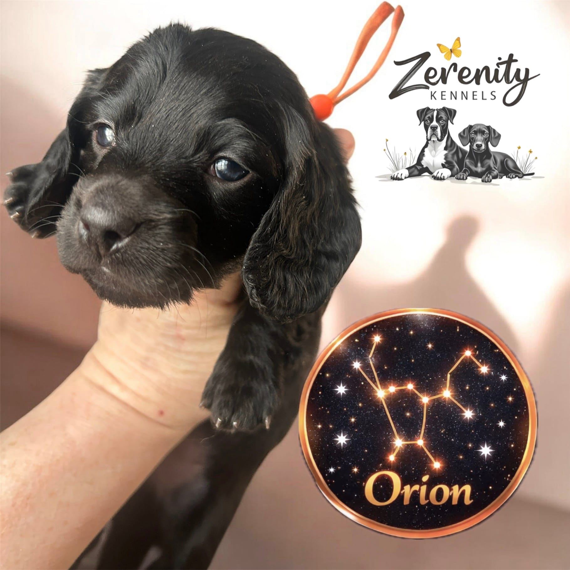 Orion
