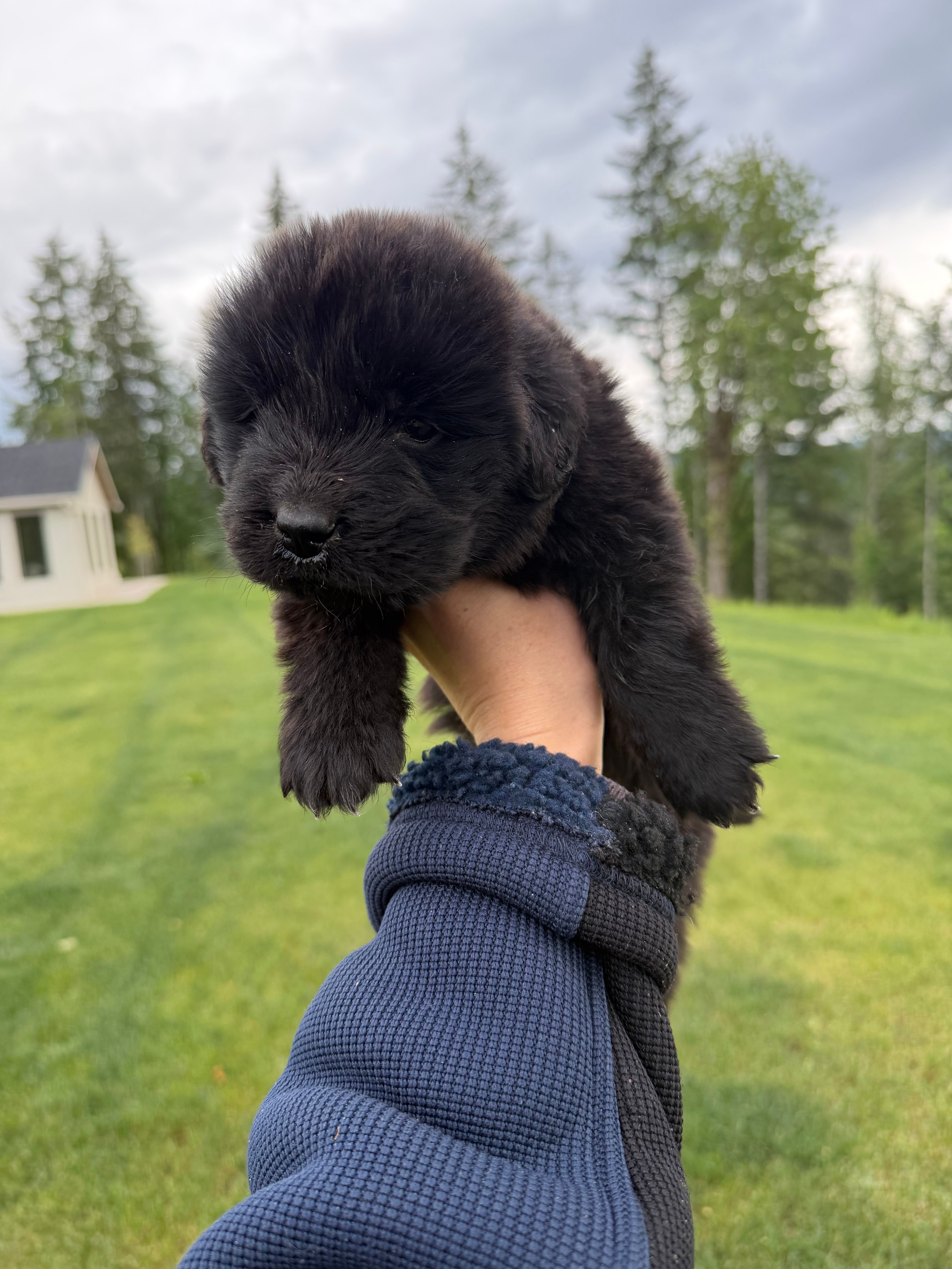 Grunt – Newfoundland puppy for sale in Vader, WA