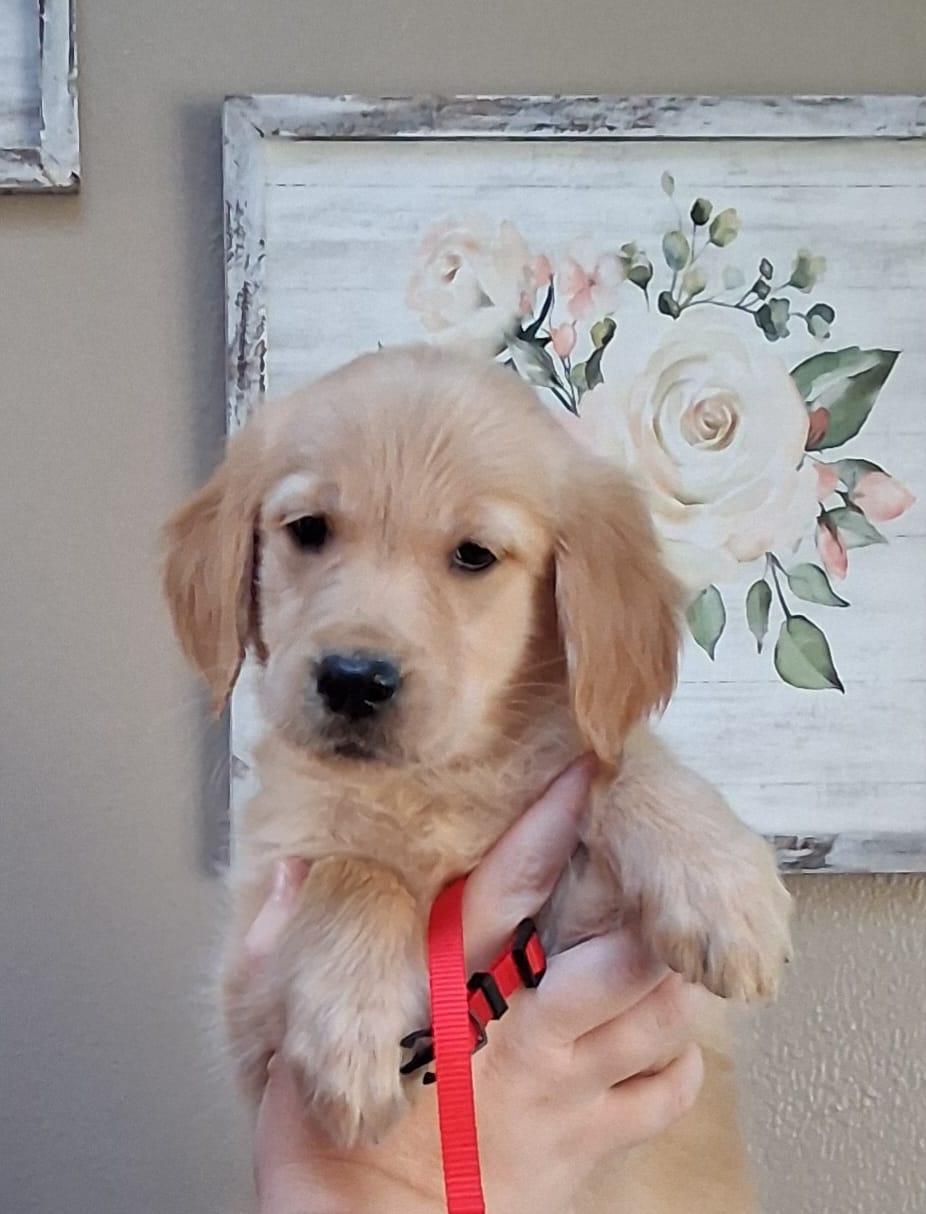 AKC Miss Scarlett  – Golden Retriever puppy for sale in Klamath Falls, OR