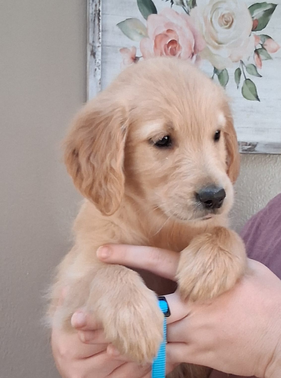 AKC Blue Girl – Golden Retriever puppy for sale in Klamath Falls, OR