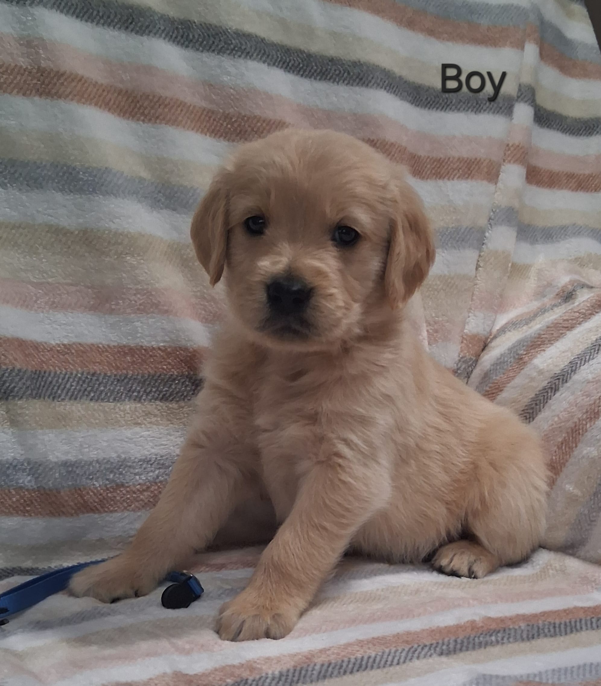 AKC Blue Boy – Golden Retriever puppy for sale in Klamath Falls, OR