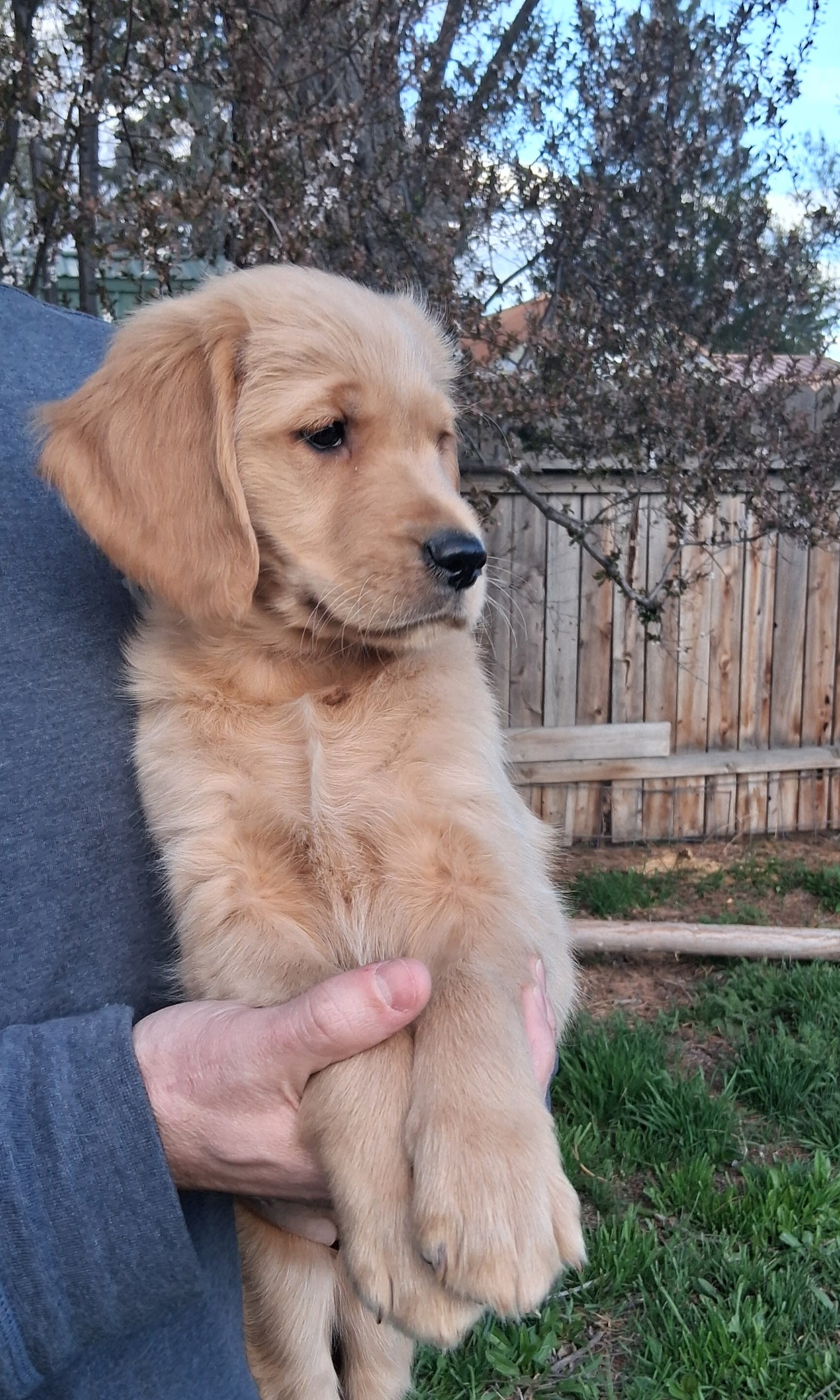 AKC Yellow Girl – Golden Retriever puppy for sale in Klamath Falls, OR