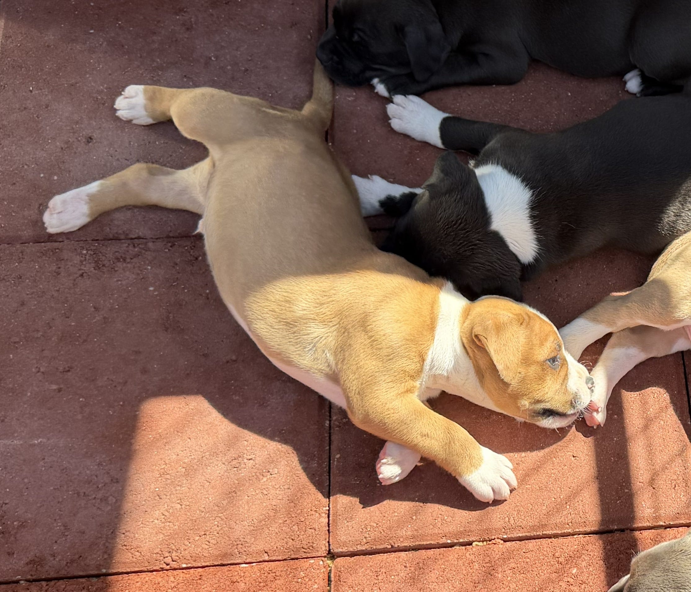 Jack-Boy – American Pit Bull Terrier puppy for sale in Palm Springs, CA