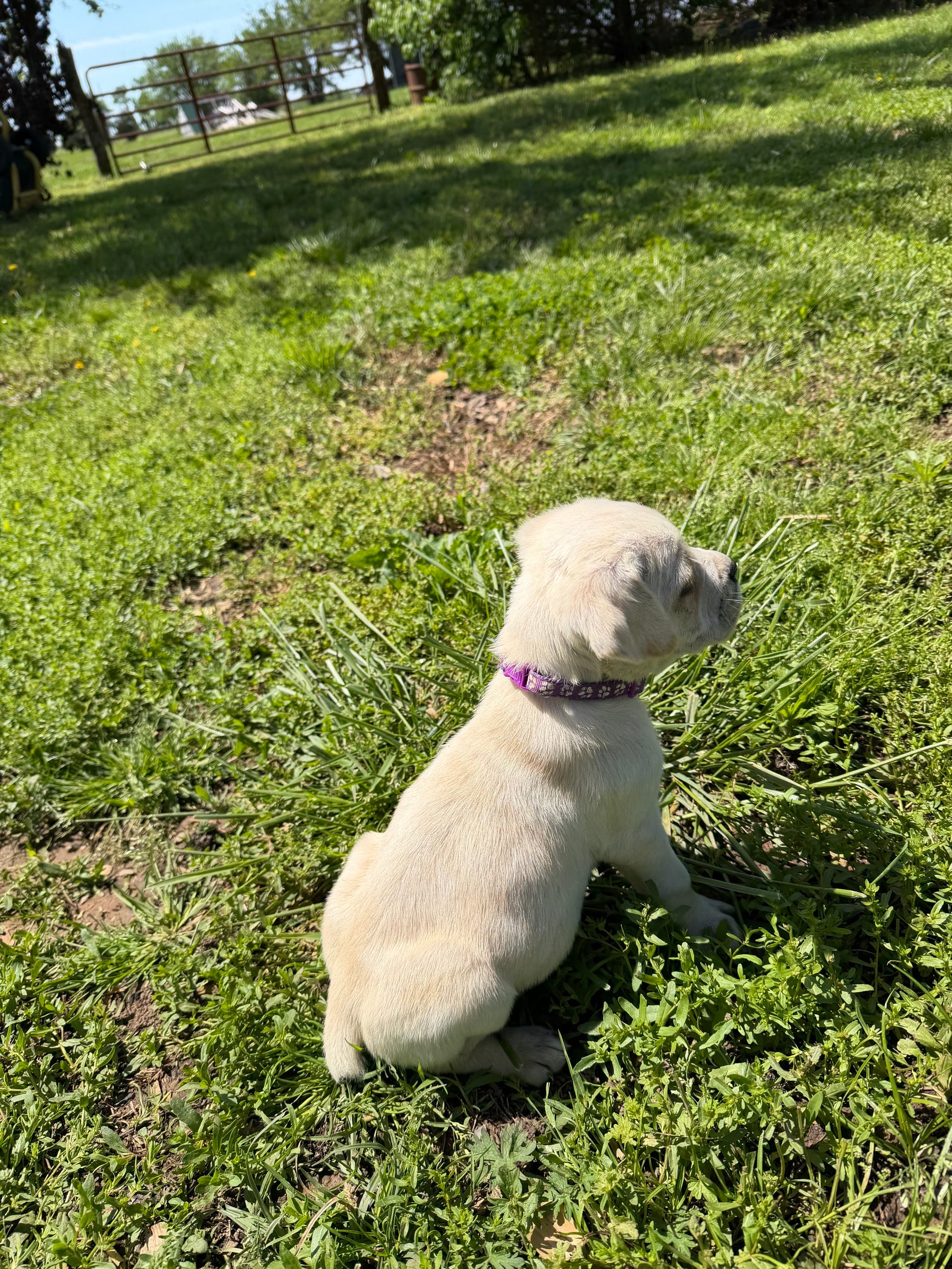 Purple collar Female – Cane Corso puppy for sale in Nevada, MO
