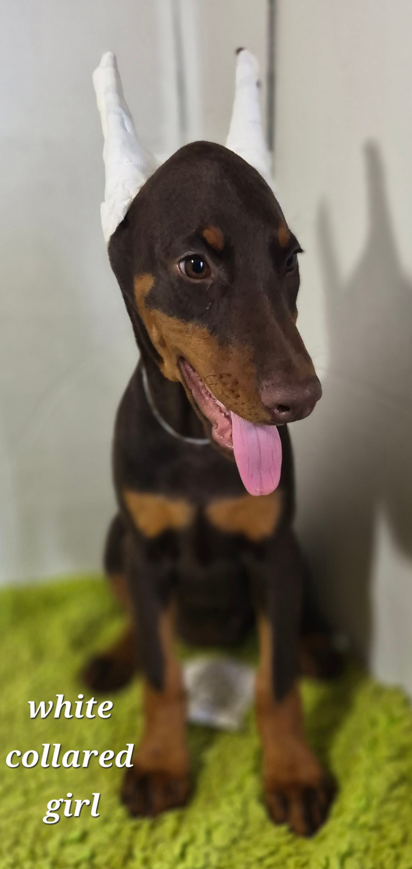 White collared girl – Doberman Pinscher puppy for sale in Jacksonville, AL