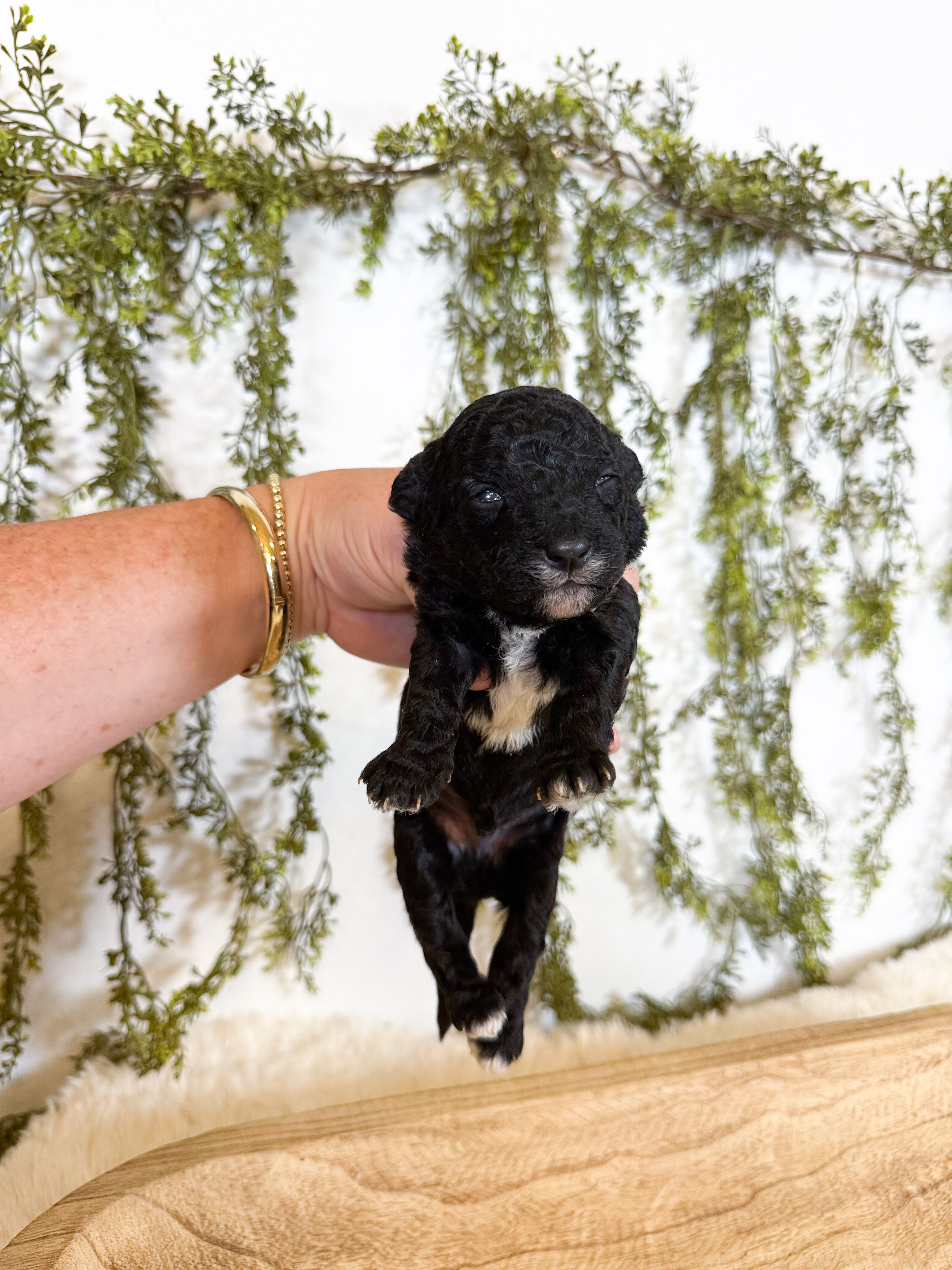 Olive – Poodle - Miniature , Miniature Goldendoodle puppy for sale in Mobile, AL