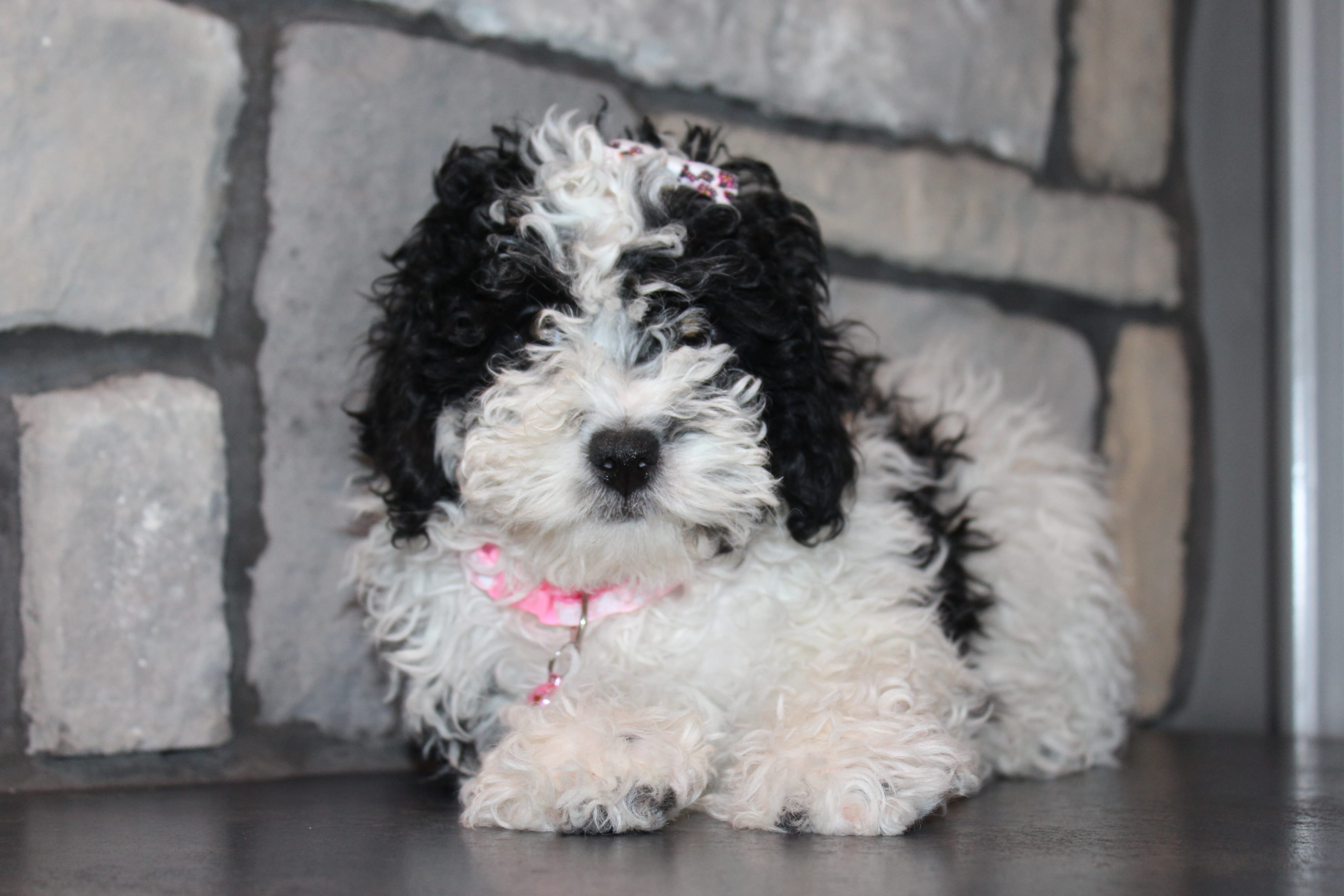AKC Remi – Poodle - Miniature  puppy for sale in Massillon, OH