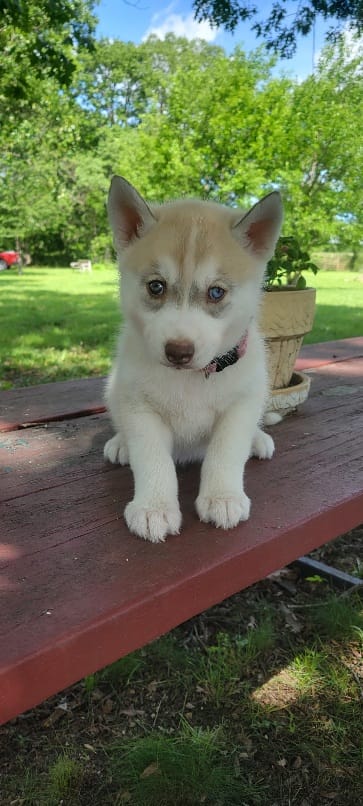 Bow – Siberian Husky puppy for sale in Macks Creek, MO