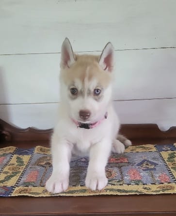 Bow – Siberian Husky puppy for sale in Macks Creek, MO