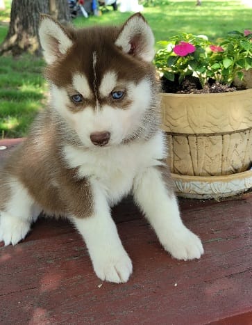 Bear – Siberian Husky puppy for sale in Macks Creek, MO