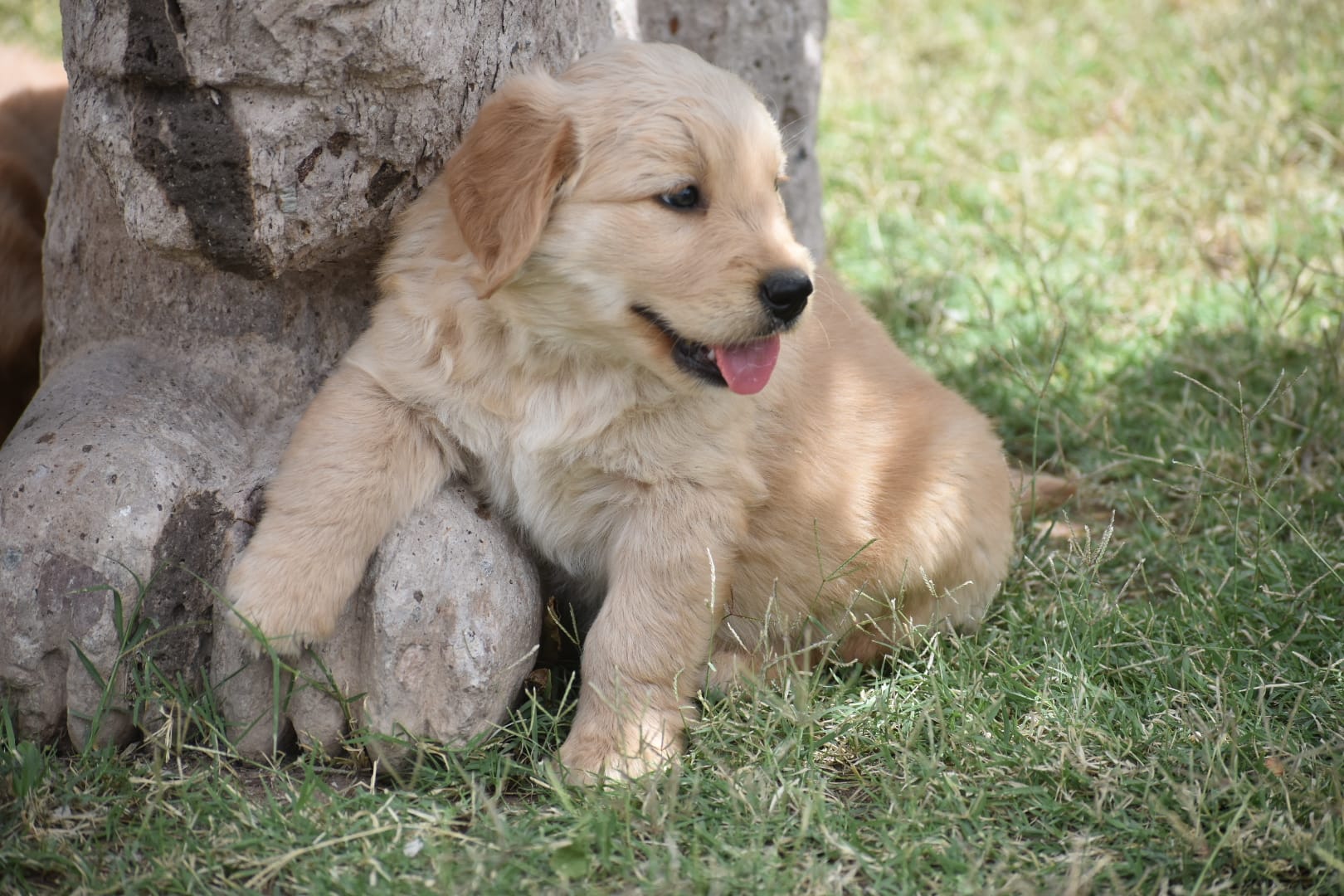 Red – Golden Retriever puppy for sale in Phoenix, AZ