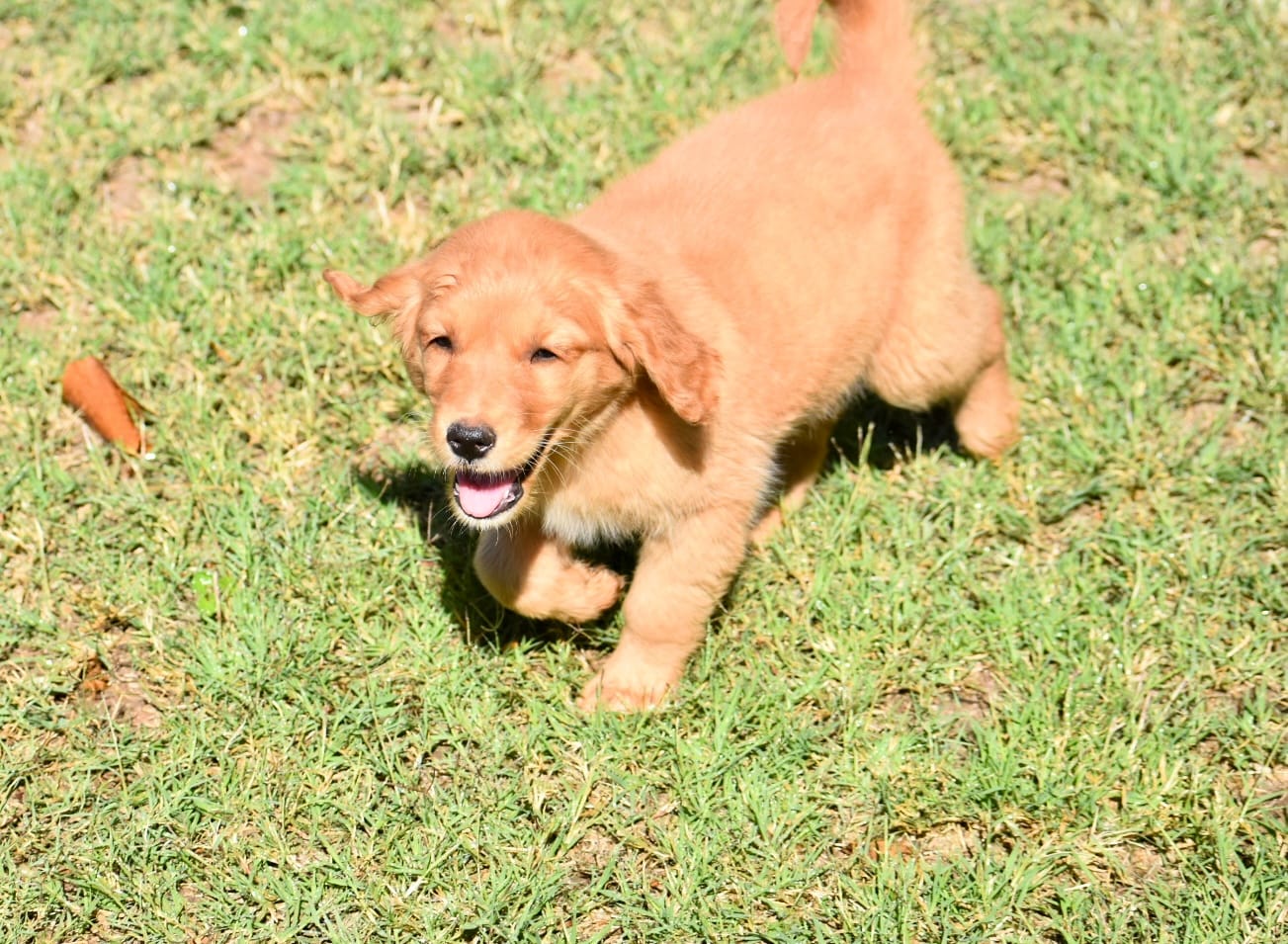 Blue – Golden Retriever puppy for sale in Phoenix, AZ