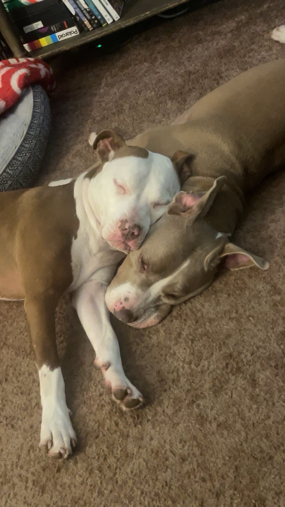 Sadly  – American Pit Bull Terrier puppy for sale in Philadelphia, NY